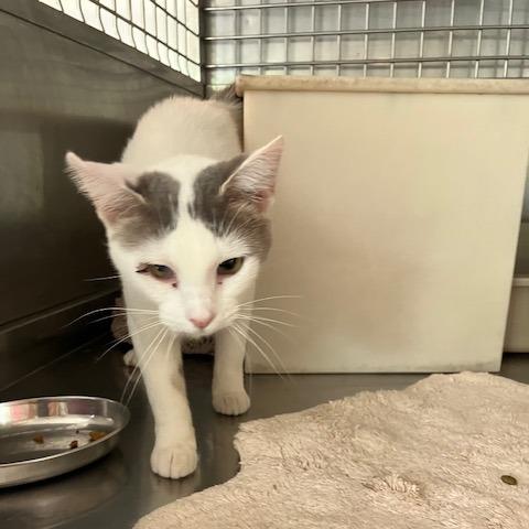 Chernobyl, a Adoptable Domestic Short Hair in South Haven, MI image 6/6