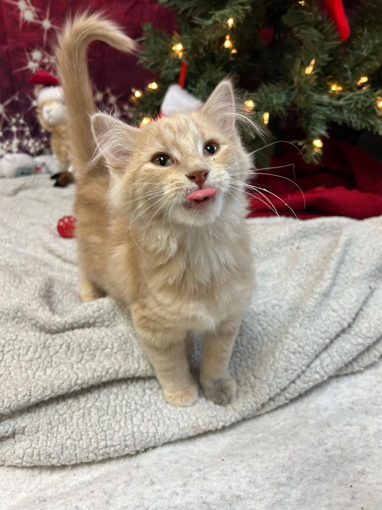 Enlarge Two, a Adoptable Domestic Medium Hair in Clinton, IL image 1/3