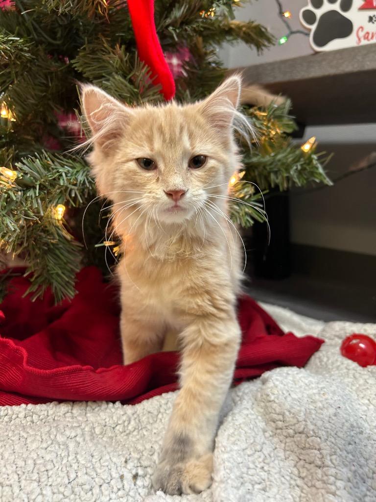 Enlarge Two, a Adoptable Domestic Medium Hair in Clinton, IL image 2/3