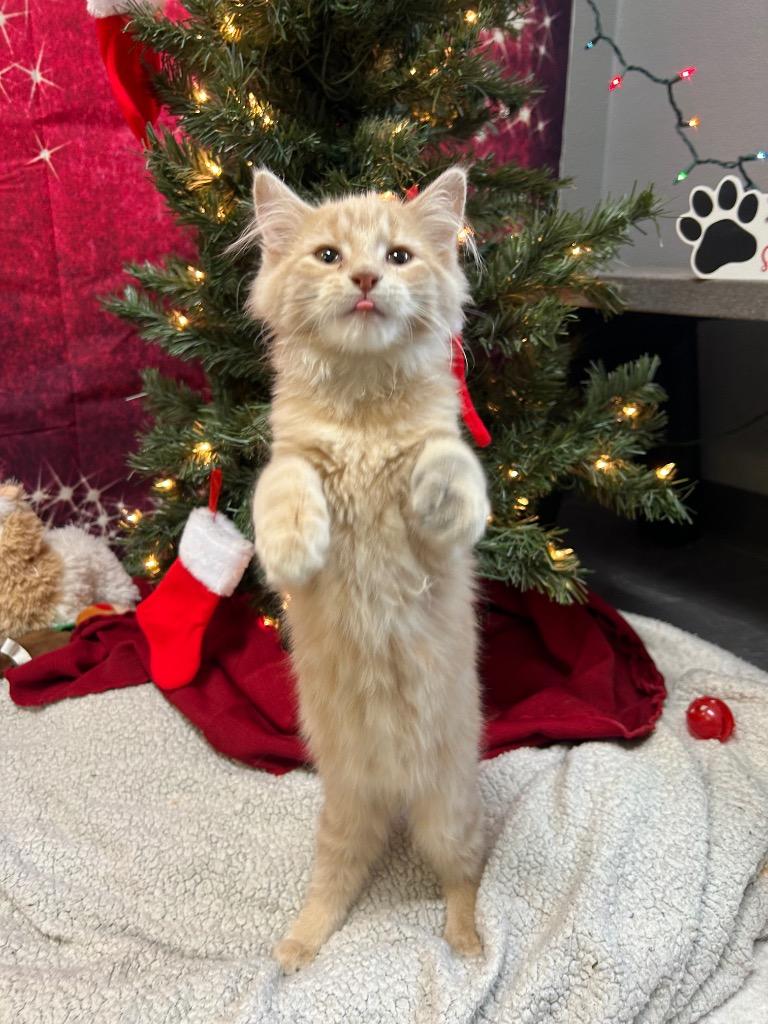 Enlarge Two, a Adoptable Domestic Medium Hair in Clinton, IL image 3/3