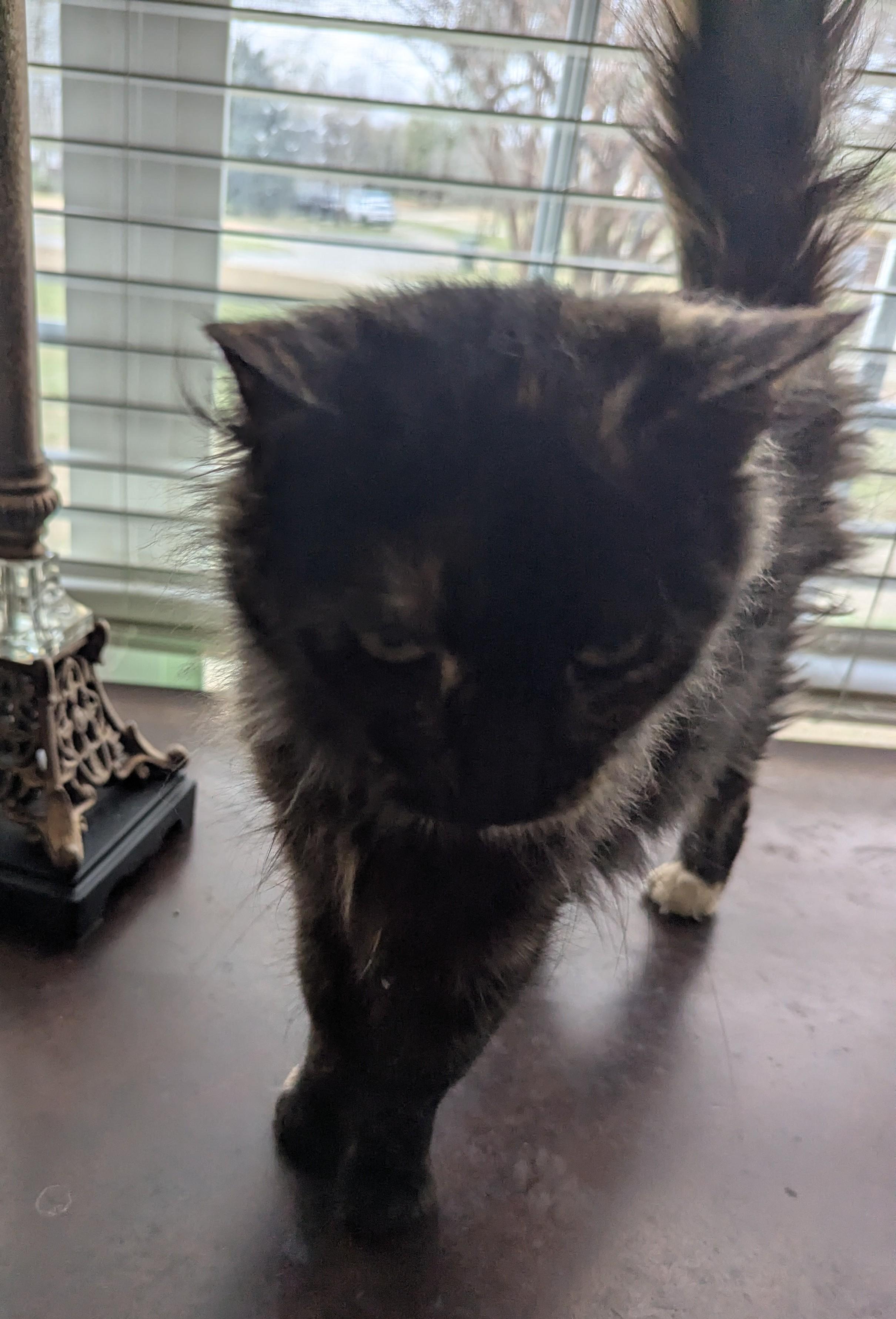 Enlarge Claire , a Adoptable Domestic Long Hair in Malden, MA image 3/5