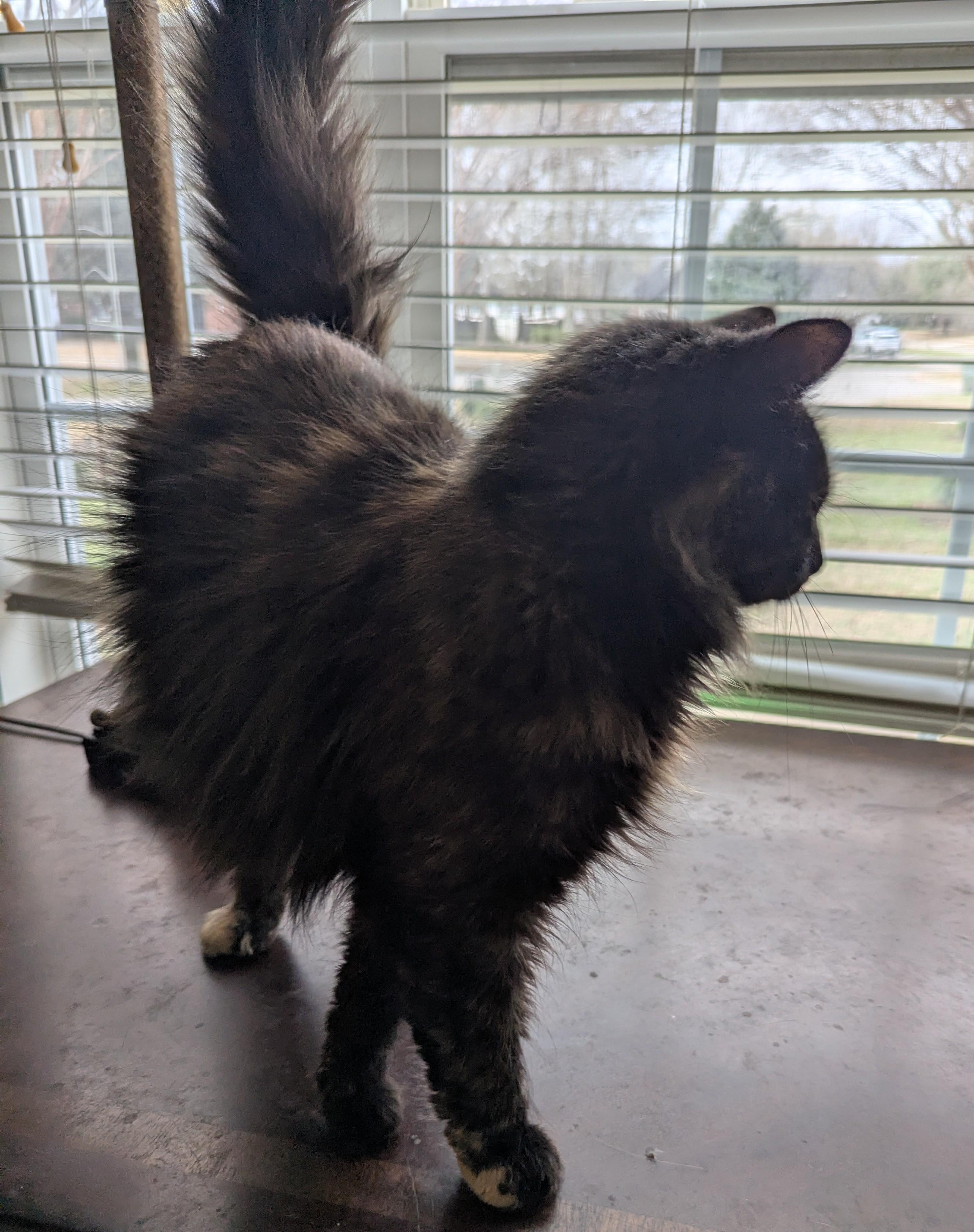 Enlarge Claire , a Adoptable Domestic Long Hair in Malden, MA image 2/5