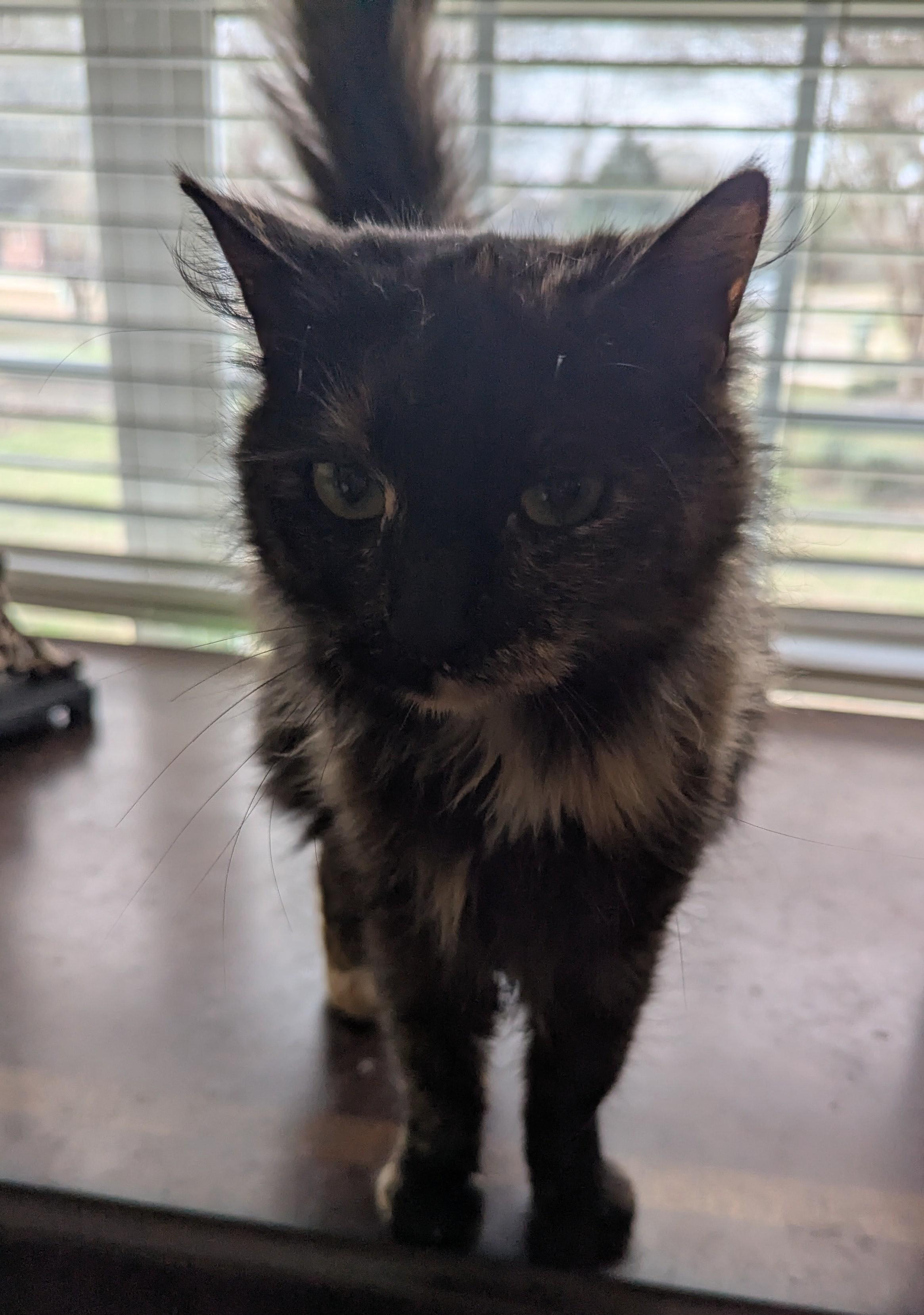 Enlarge Claire , a Adoptable Domestic Long Hair in Malden, MA image 4/5