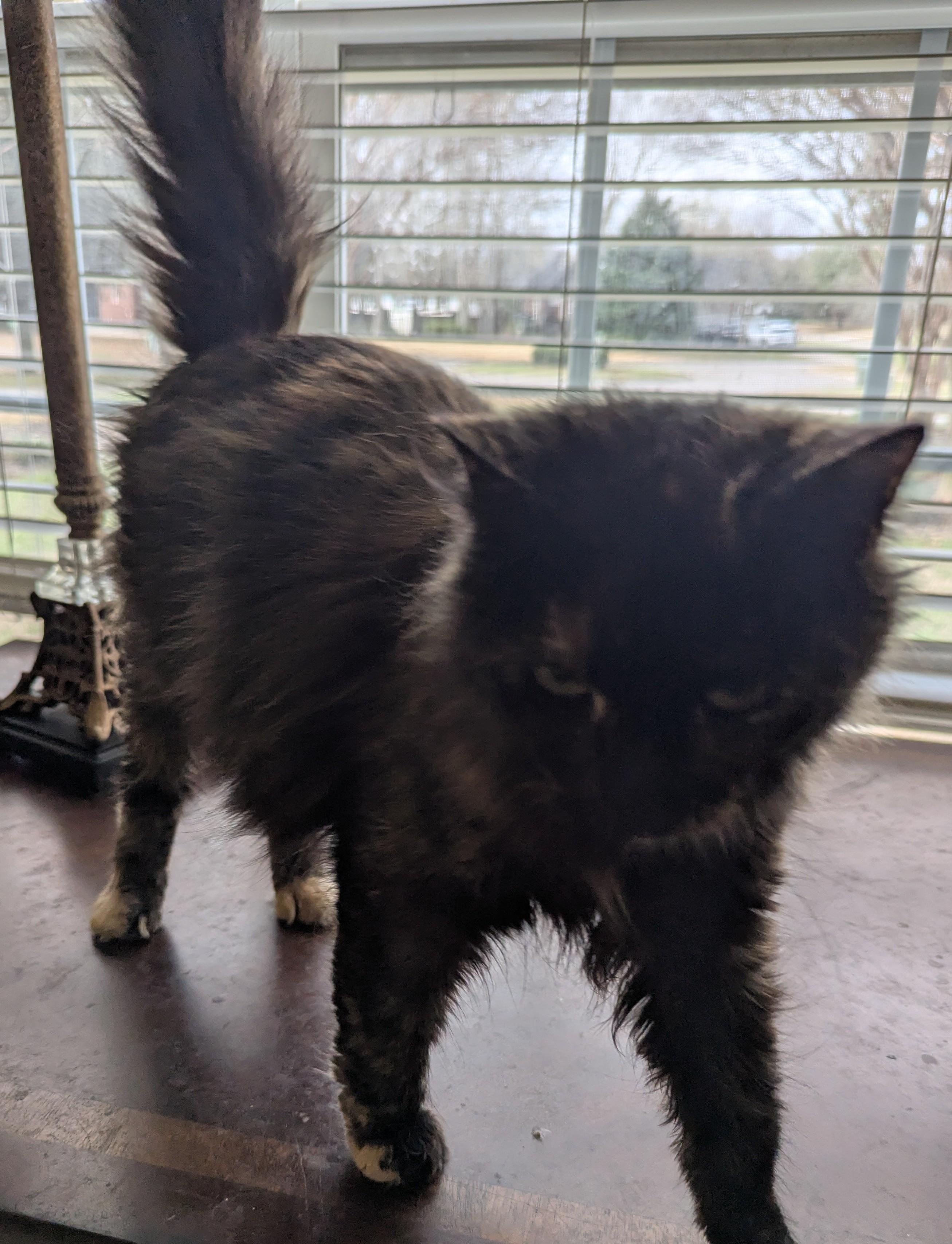 Enlarge Claire , a Adoptable Domestic Long Hair in Malden, MA image 5/5