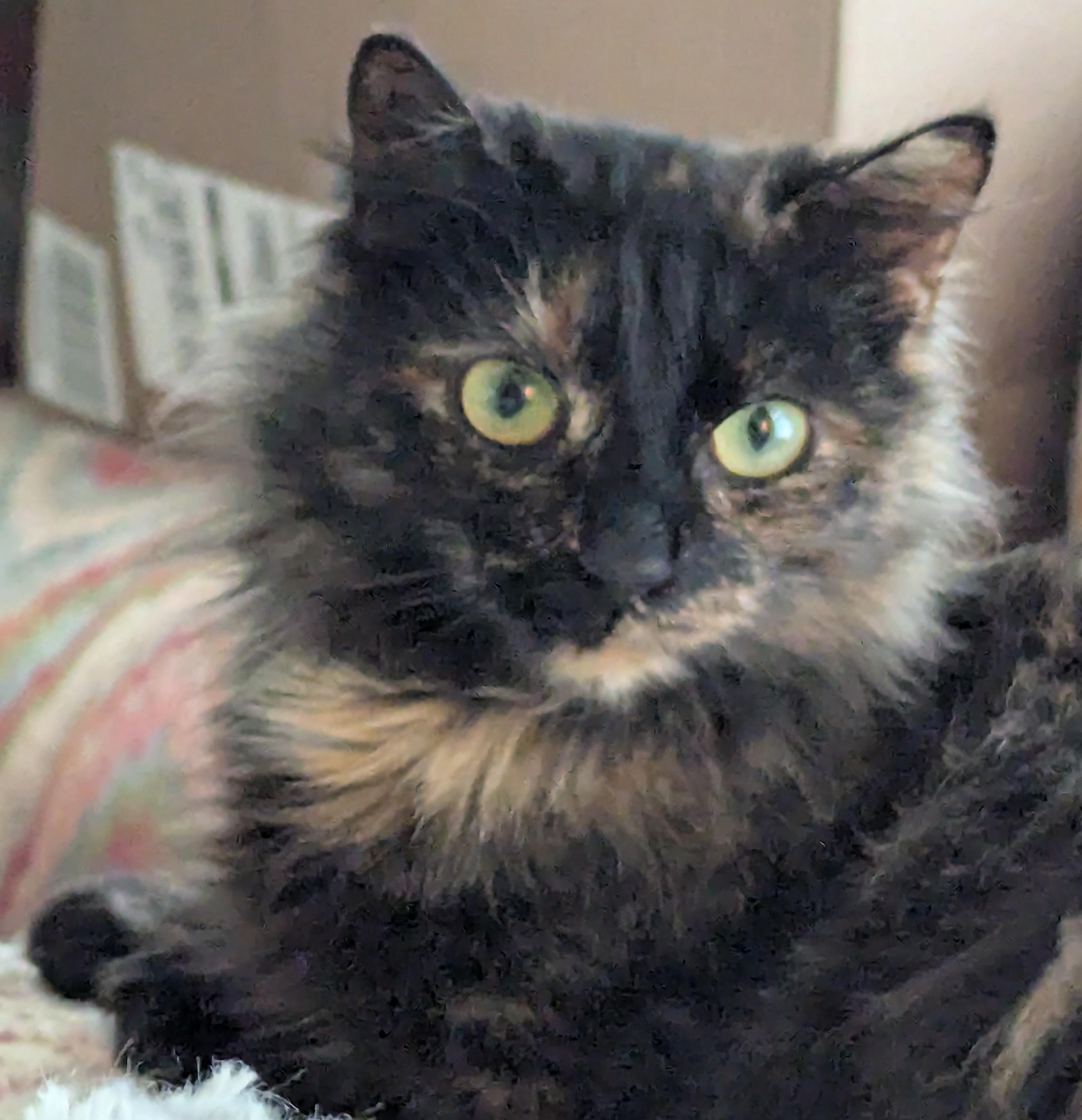 Claire , Adoptable, Young Female Domestic Long Hair.