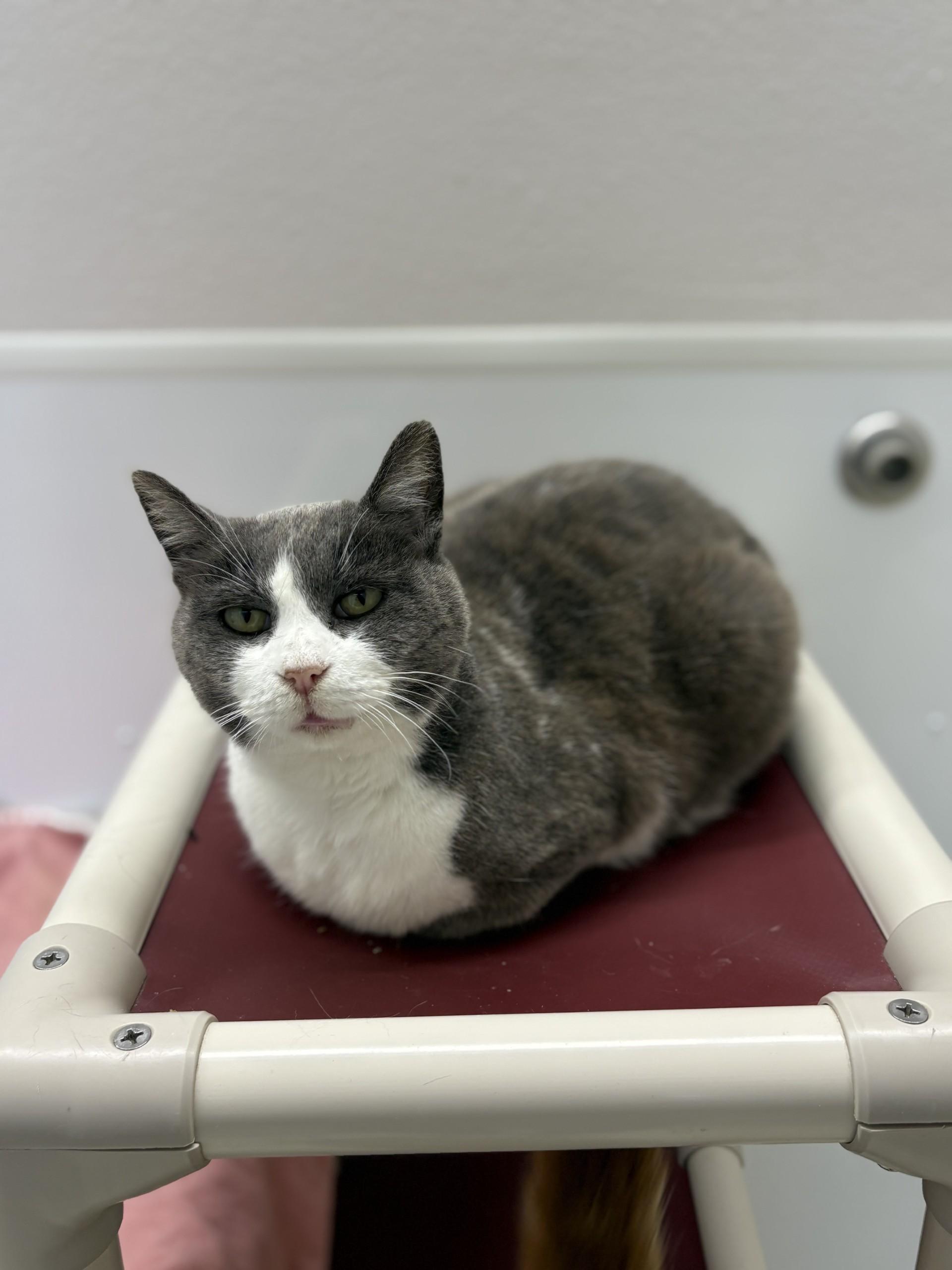 Clam, Adoptable, Senior Female Domestic Short Hair.