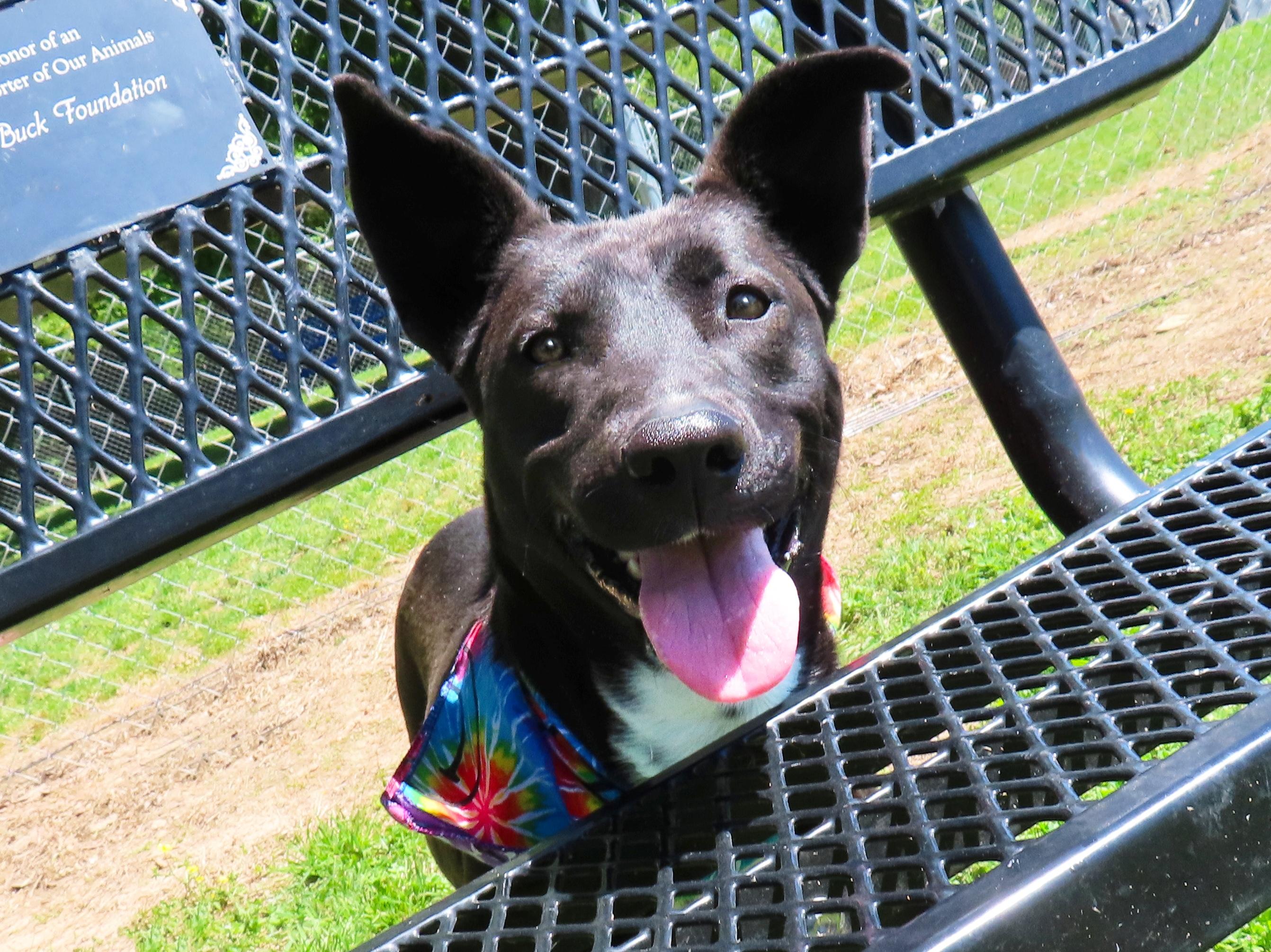 Christy 26C-20A, ADOPTABLE, Young Female Australian Kelpie.