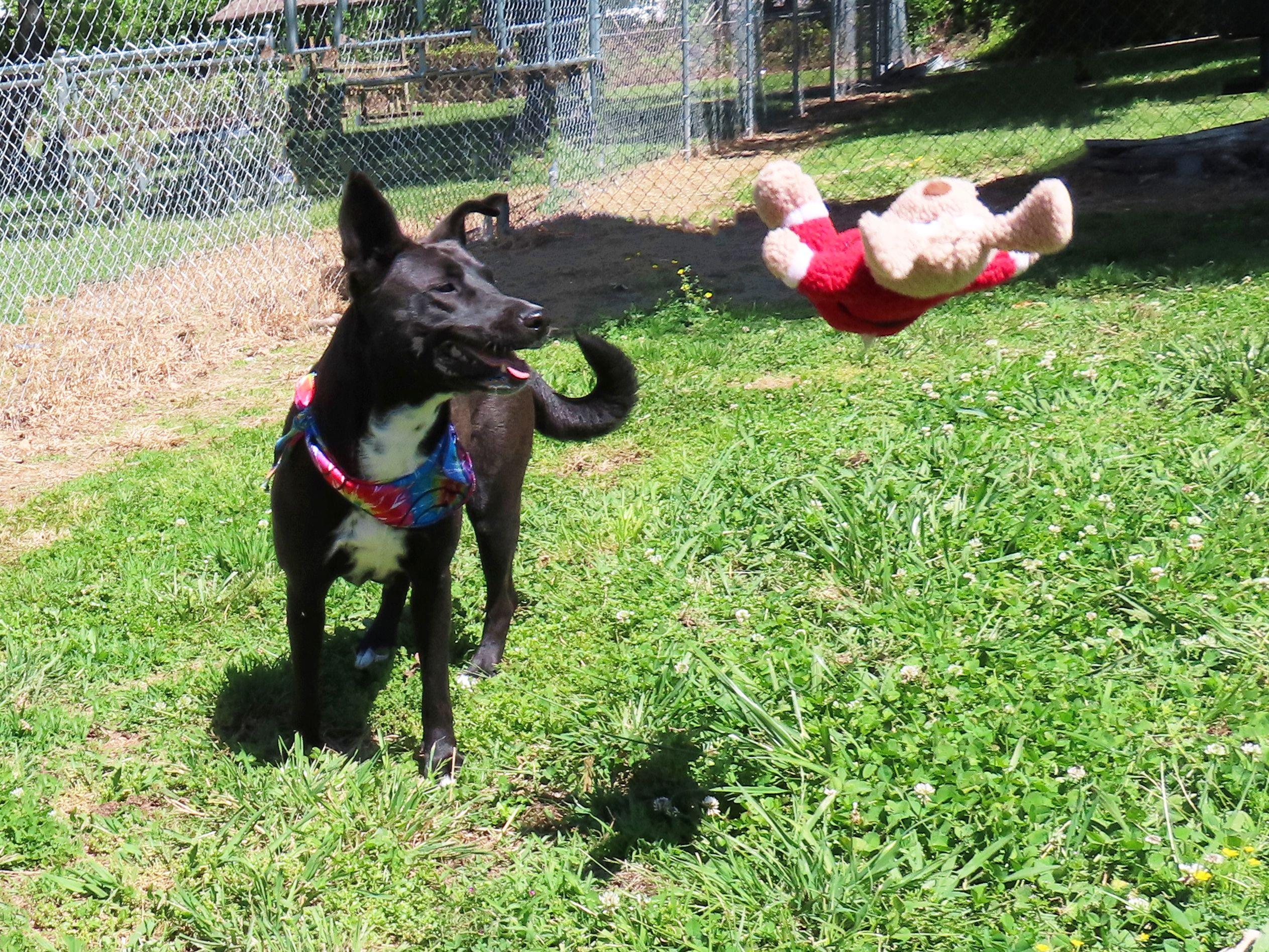 Christy 26C-20A, a ADOPTABLE mixed breed in Rogers, AR image 3/5