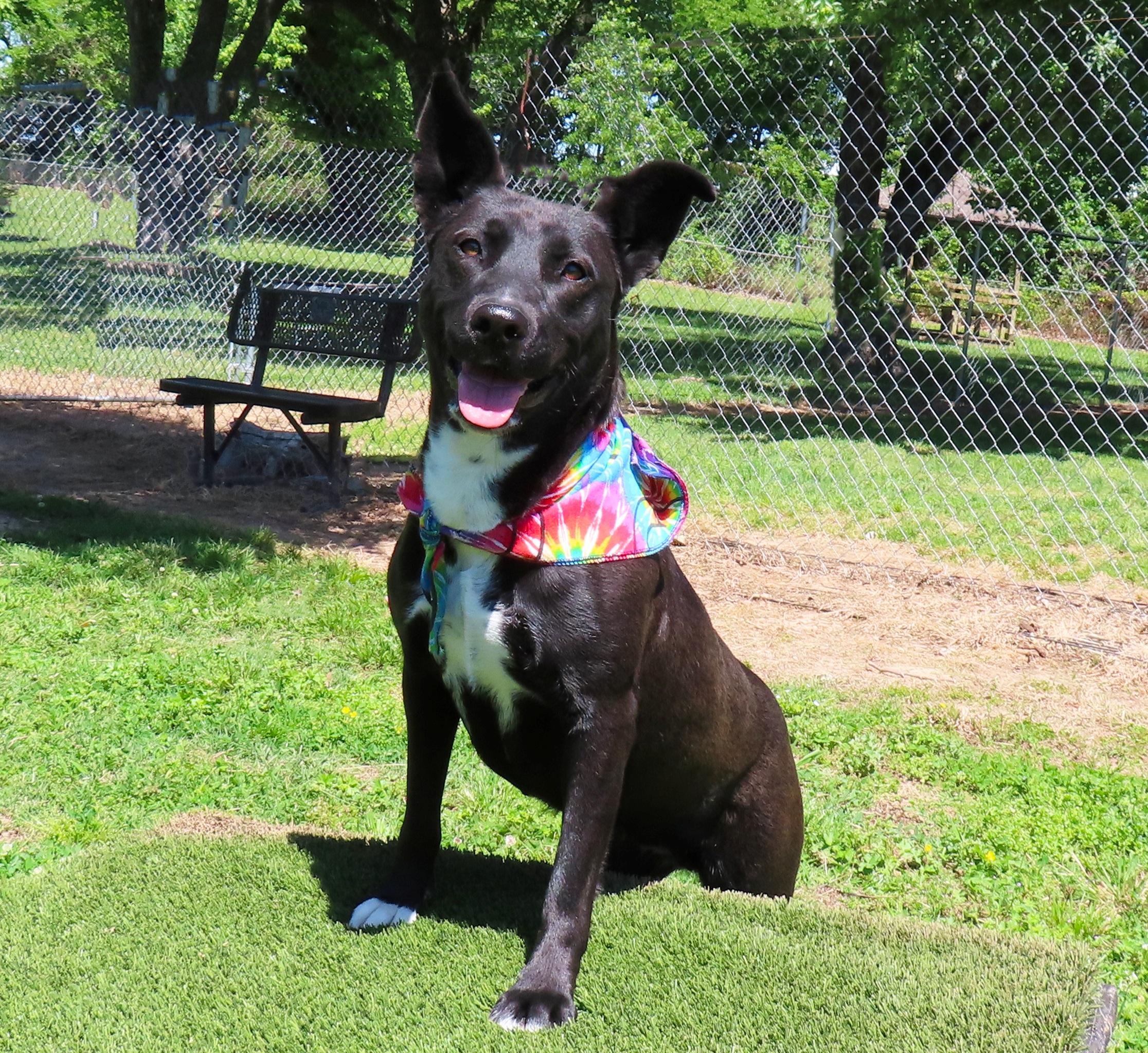 Christy 26C-20A, a ADOPTABLE mixed breed in Rogers, AR image 5/5