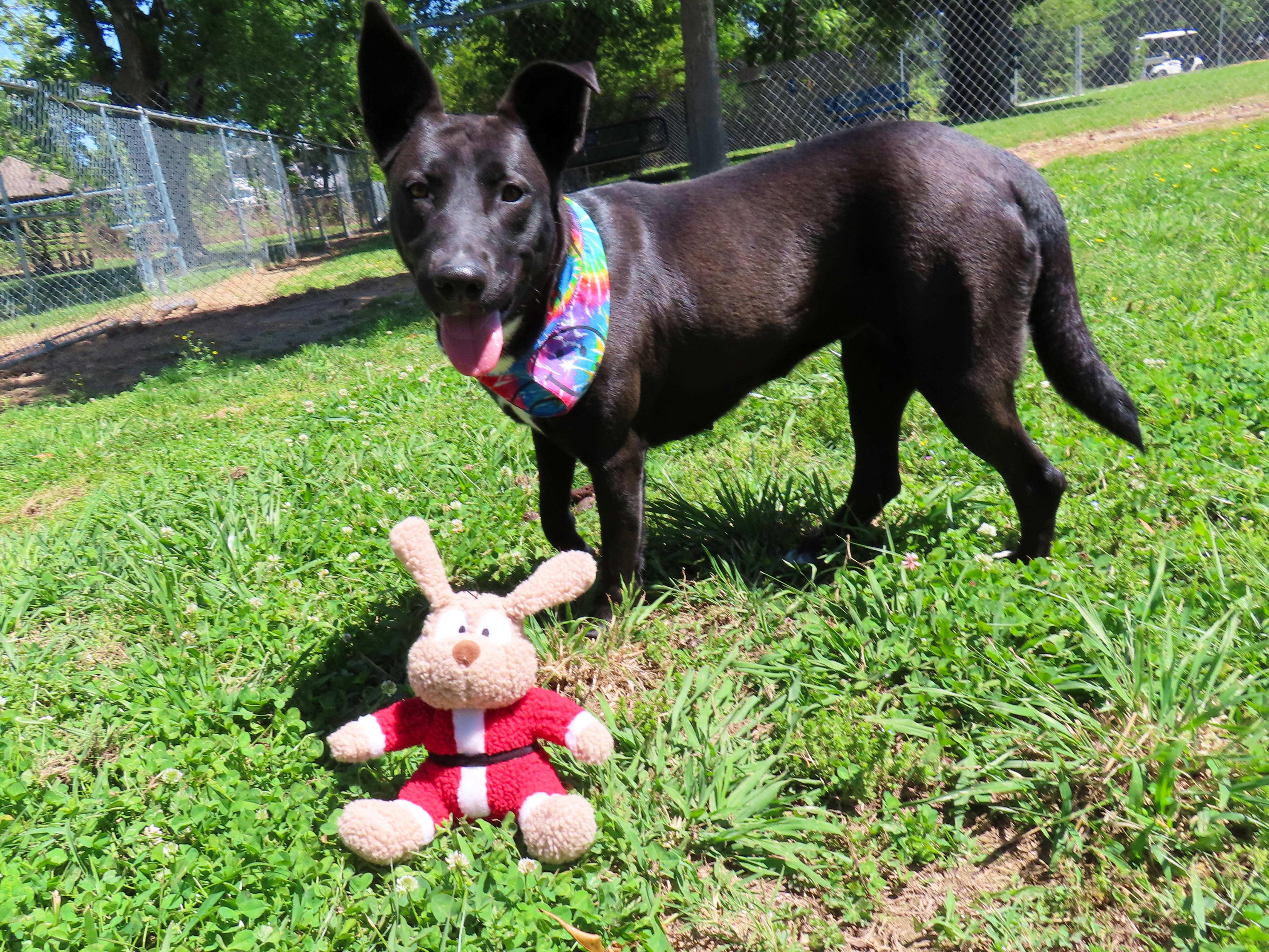 Christy 26C-20A, a ADOPTABLE mixed breed in Rogers, AR image 4/5