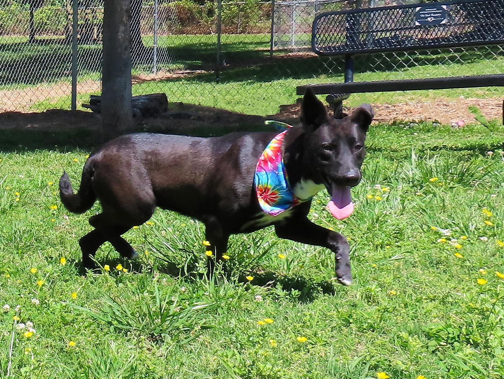 Christy 26C-20A, a ADOPTABLE mixed breed in Rogers, AR image 2/5