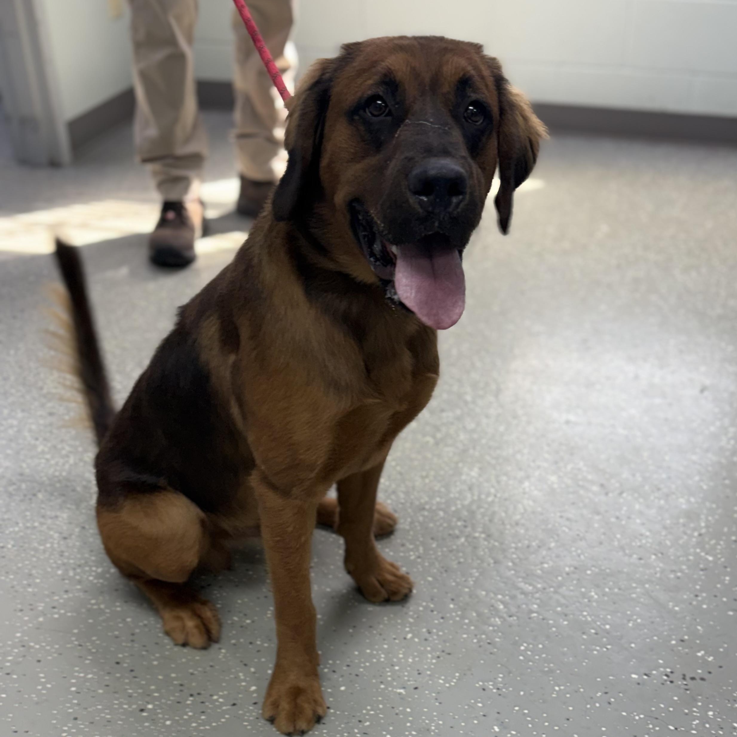 Enlarge Rowan, a Adoptable mixed breed in Bardstown, KY image 5/6