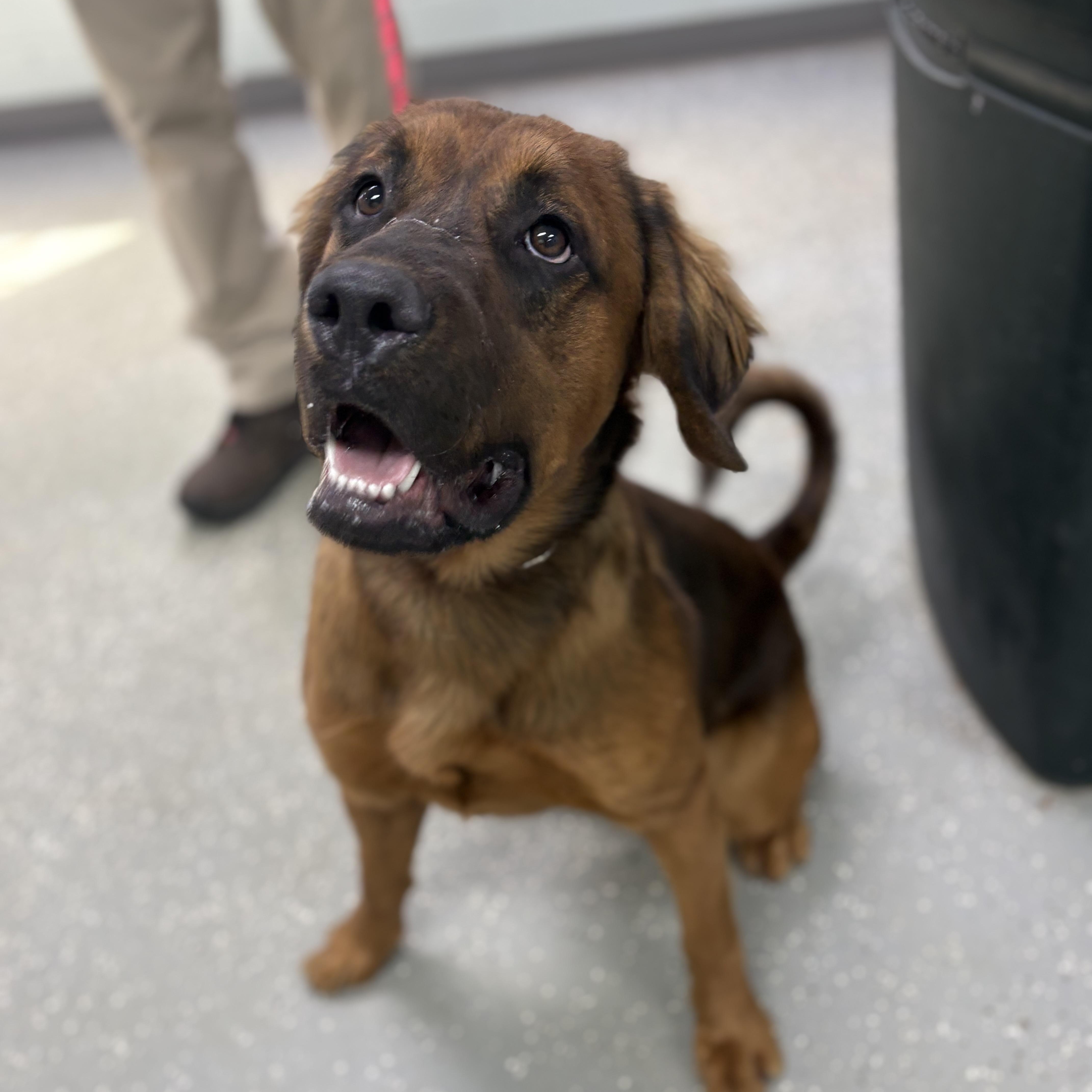 Rowan, Adoptable, Young Male Shepherd & Saint Bernard.