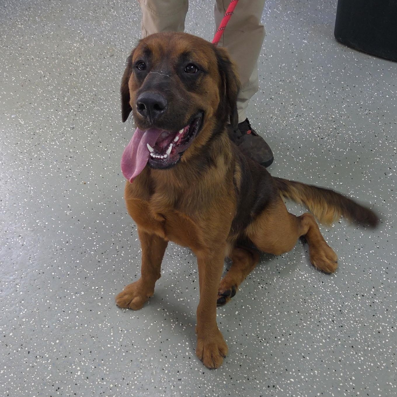 Enlarge Rowan, a Adoptable mixed breed in Bardstown, KY image 3/6
