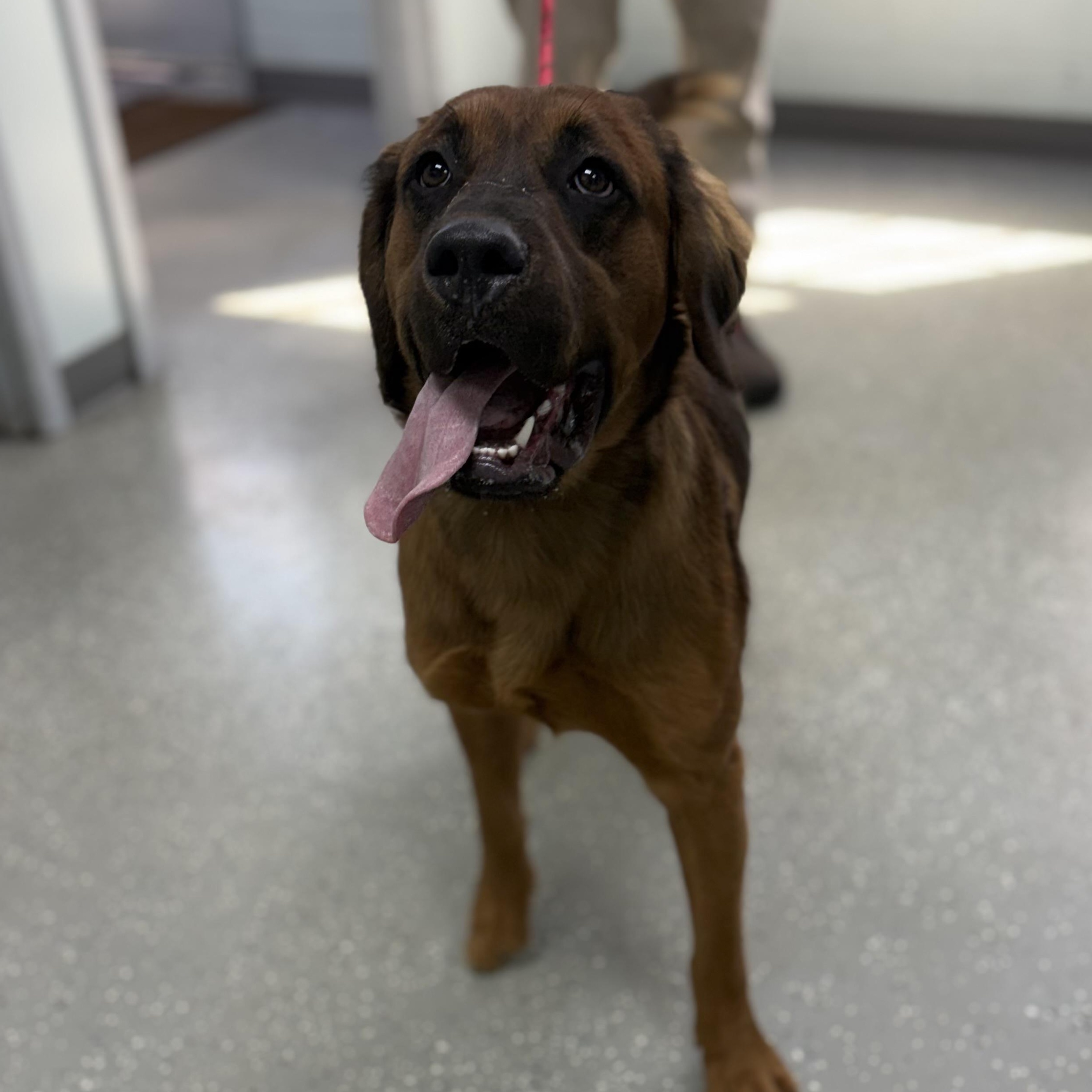 Enlarge Rowan, a Adoptable mixed breed in Bardstown, KY image 6/6