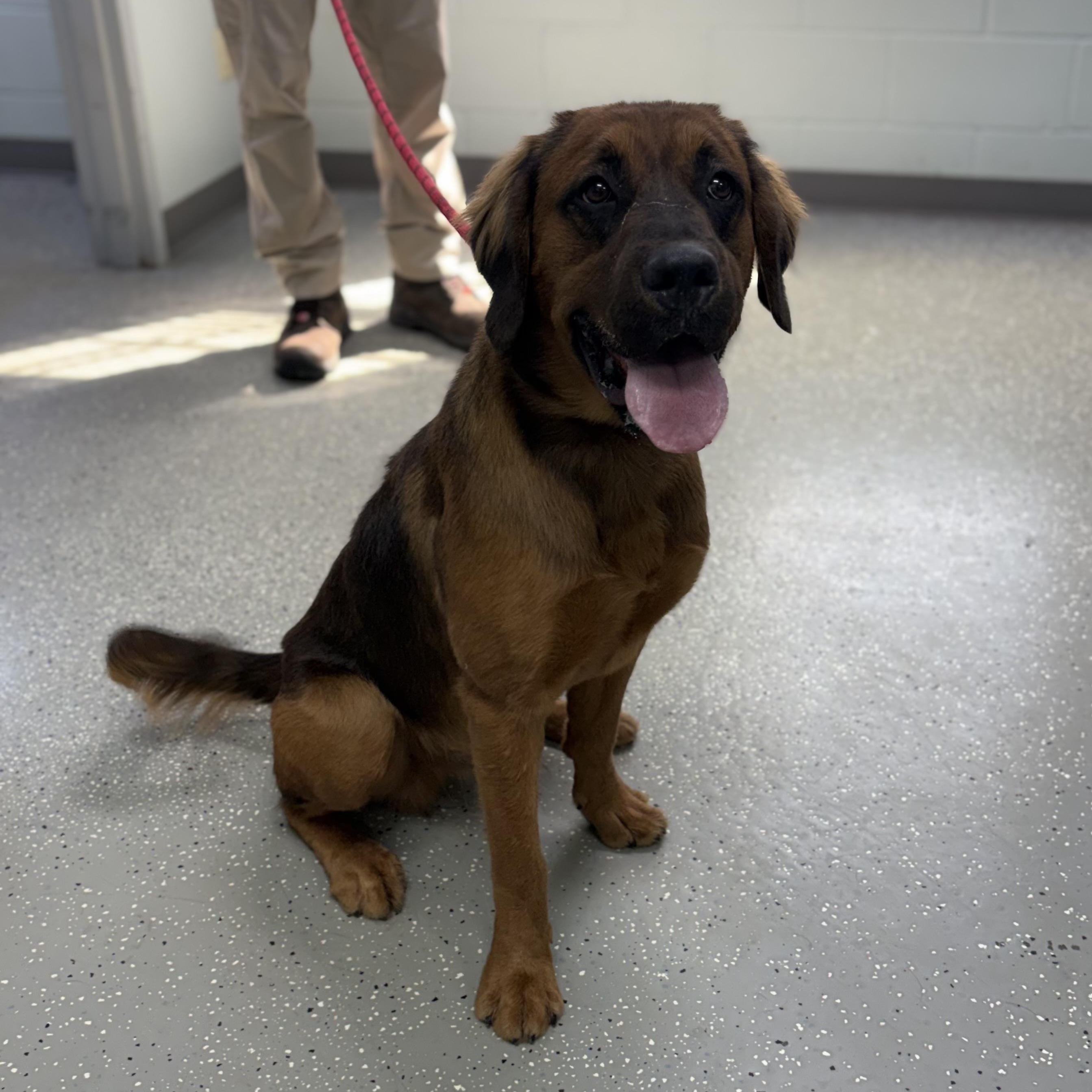 Enlarge Rowan, a Adoptable mixed breed in Bardstown, KY image 4/6