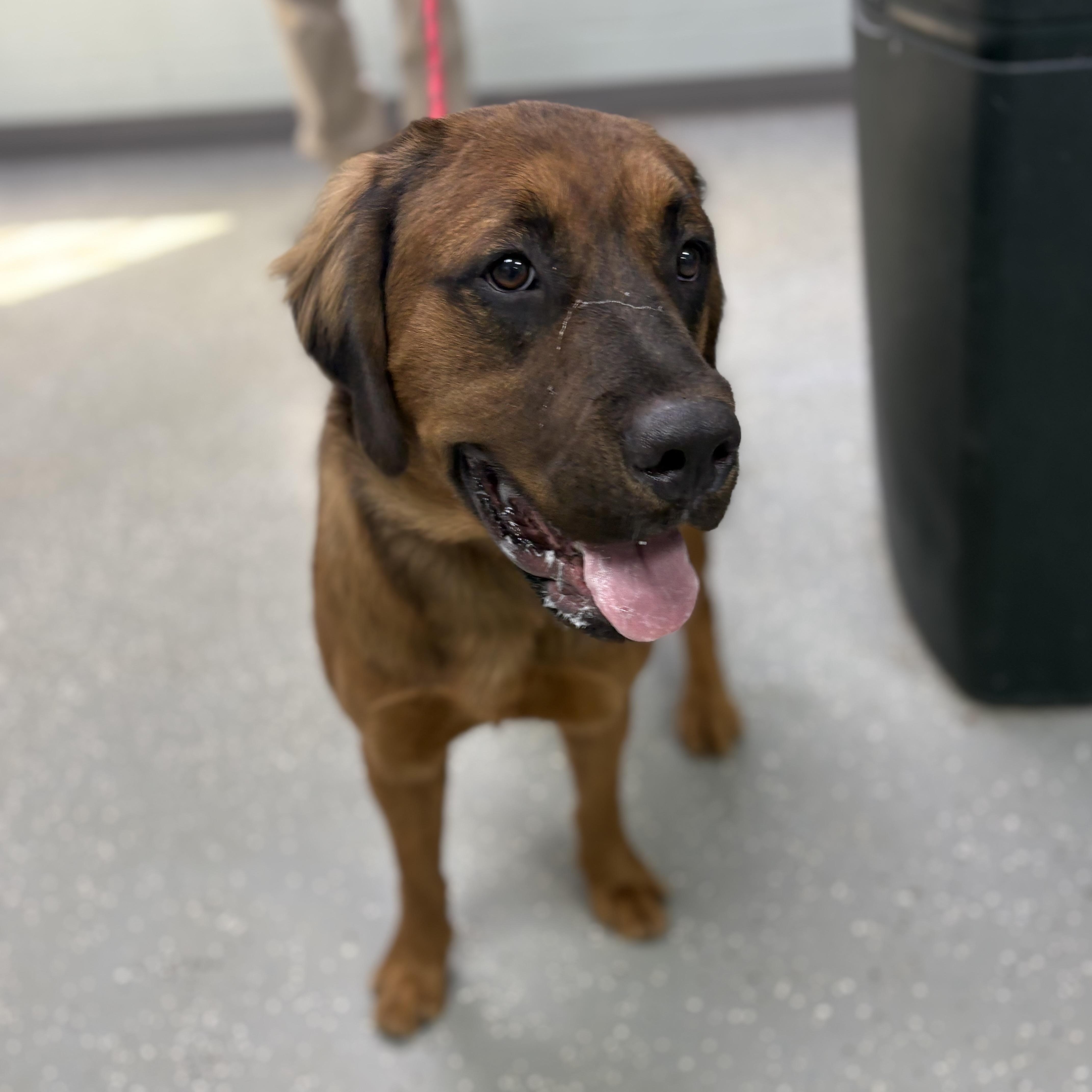 Enlarge Rowan, a Adoptable mixed breed in Bardstown, KY image 2/6