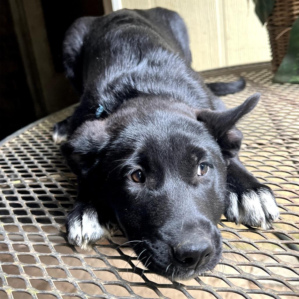 Starburst — thumbnail 4