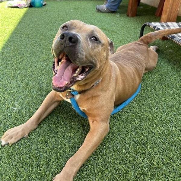 Annie, Adoptable, Adult Female Pit Bull Terrier.