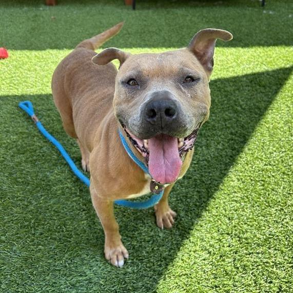 Enlarge Annie, a Adoptable Pit Bull Terrier in Hawthorne, CA image 2/3