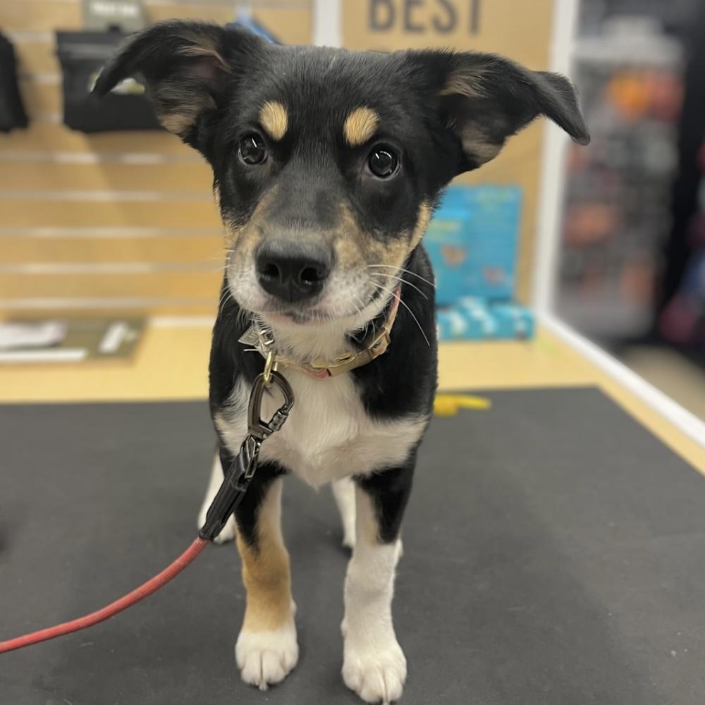 Enlarge Lilian, a Adoptable mixed breed in Winnipeg, MB image 5/6