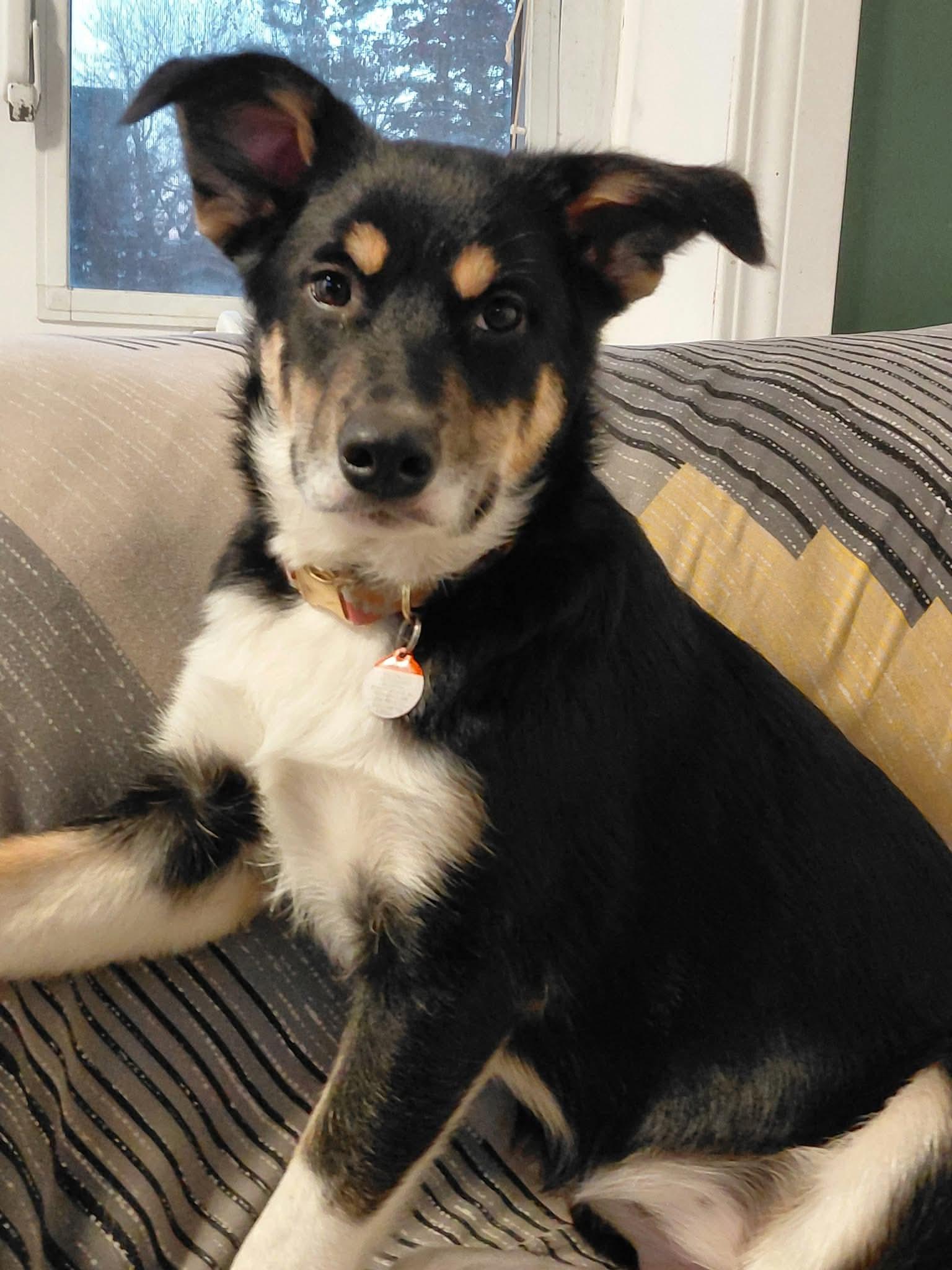 Enlarge Lilian, a Adoptable mixed breed in Winnipeg, MB image 2/6