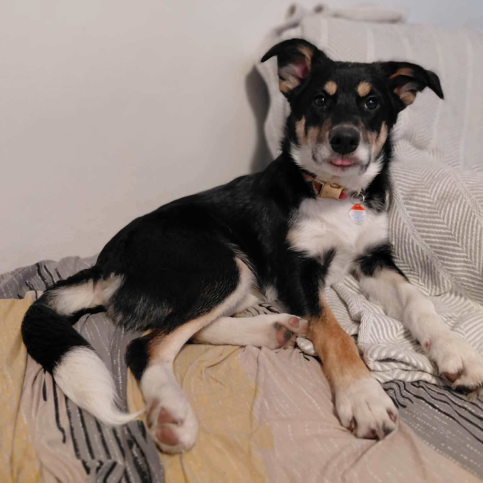 Lilian, Adoptable, Puppy Female Shepherd.