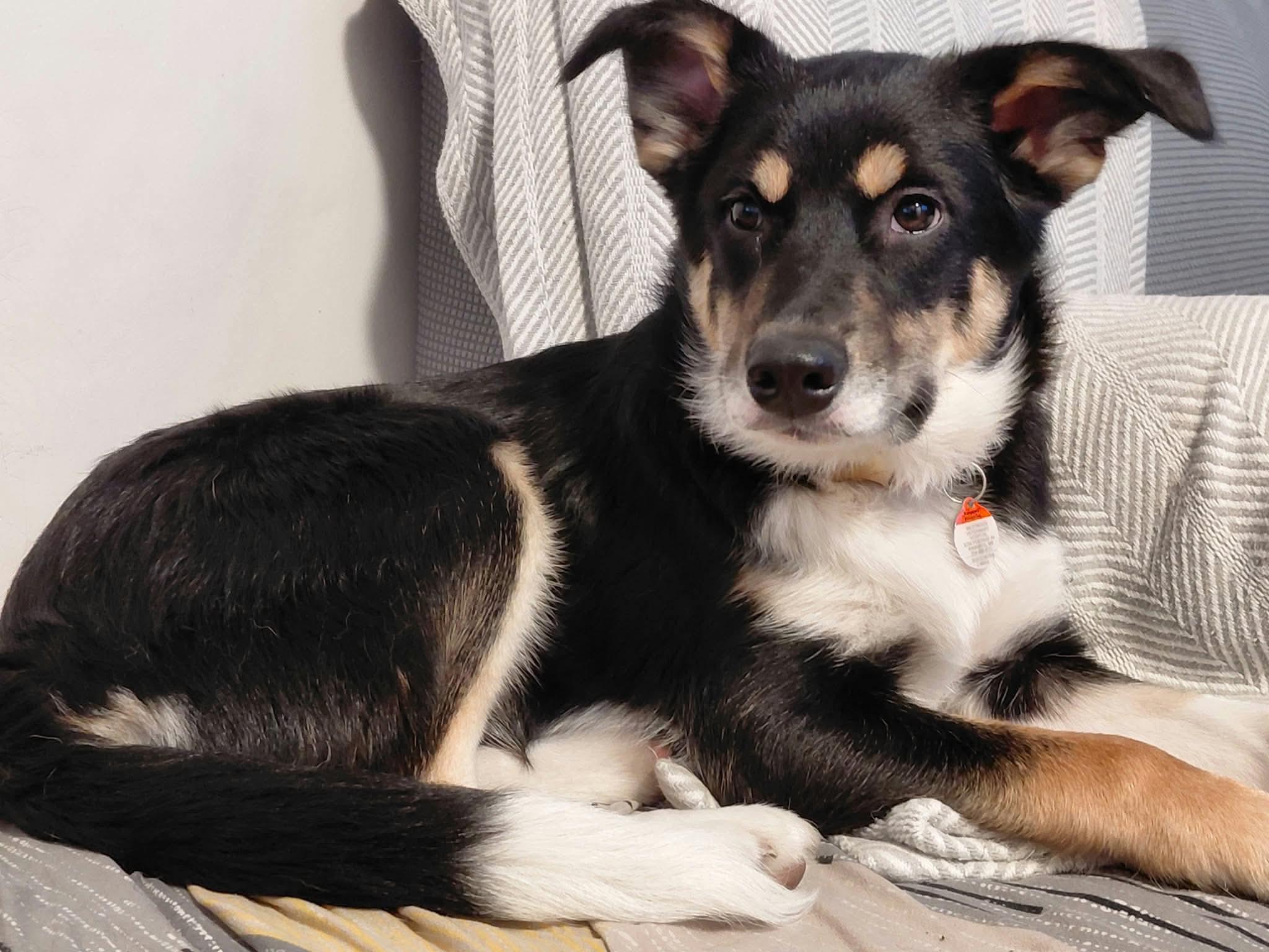 Enlarge Lilian, a Adoptable mixed breed in Winnipeg, MB image 3/6