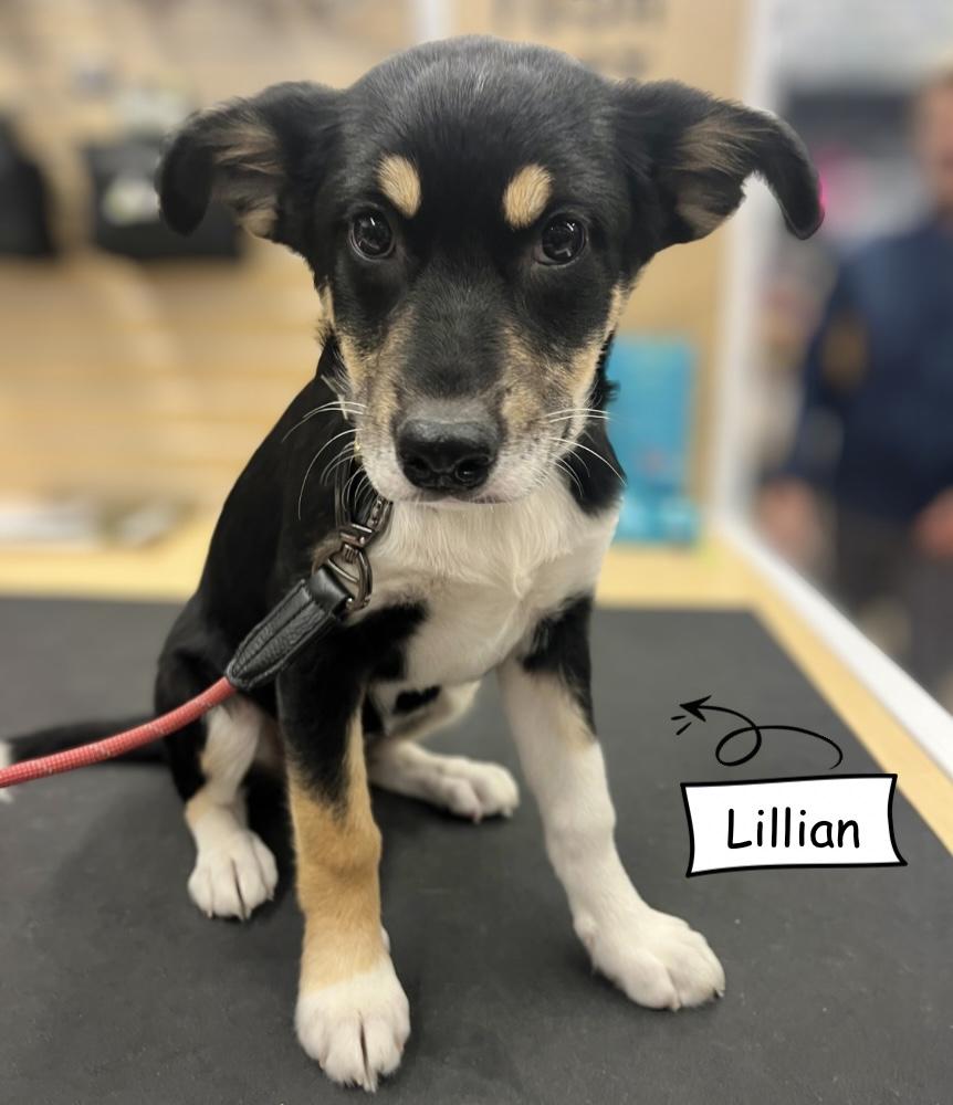 Enlarge Lilian, a Adoptable mixed breed in Winnipeg, MB image 4/6