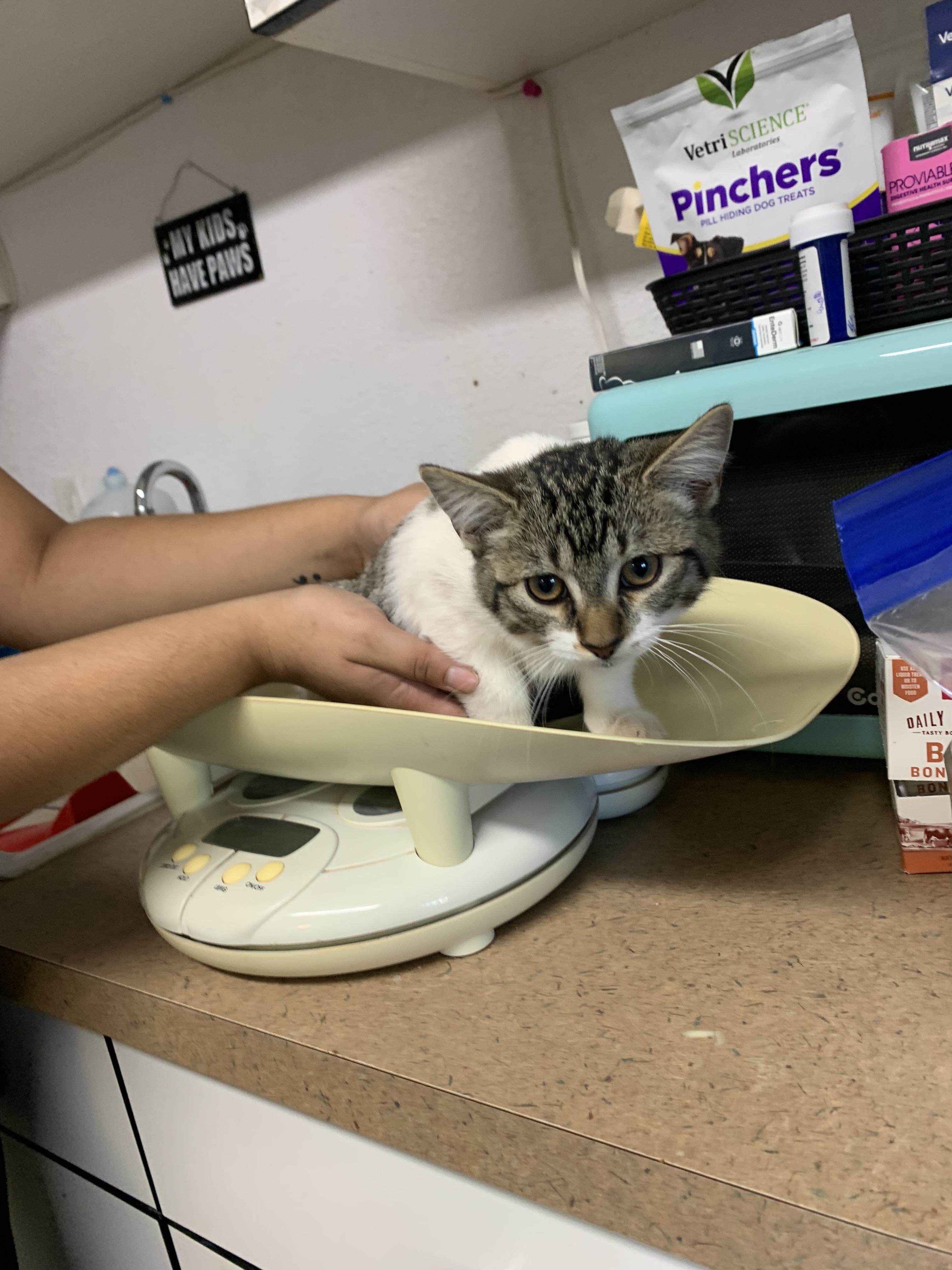 Enlarge Raven, a Adoptable Domestic Short Hair in Bisbee, AZ image 1/1