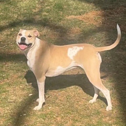 Daisy, ADOPTABLE, Adult Female Mountain Cur & Pit Bull Terrier.