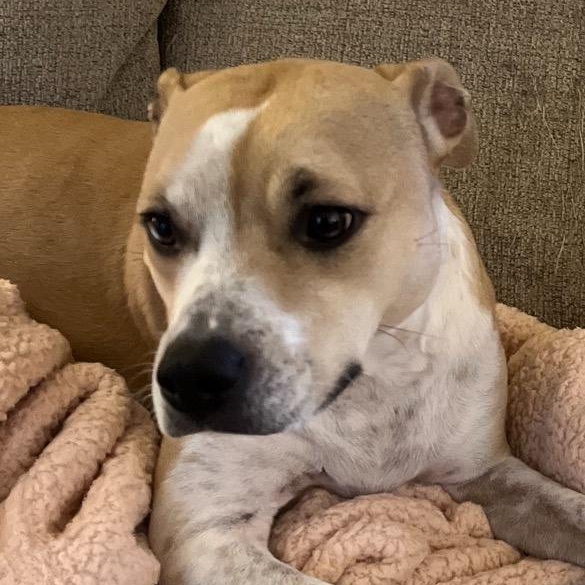 Daisy, a ADOPTABLE mixed breed in Mount Bethel, PA image 2/2