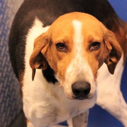 Enlarge 25-01909, an adoptable mixed breed in Fredericksburg, VA image 2/2