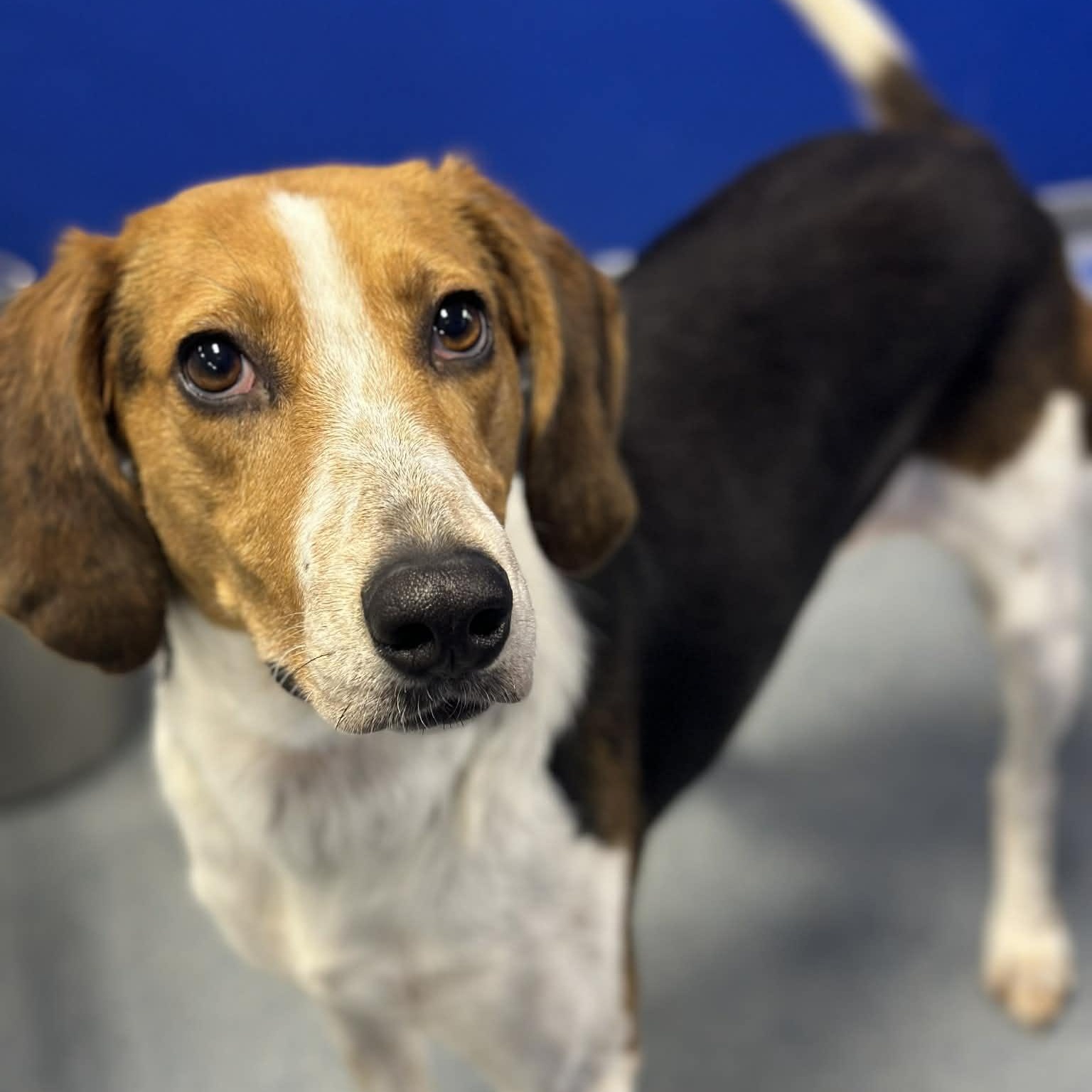 25-01909, adoptable, Adult Female Hound.