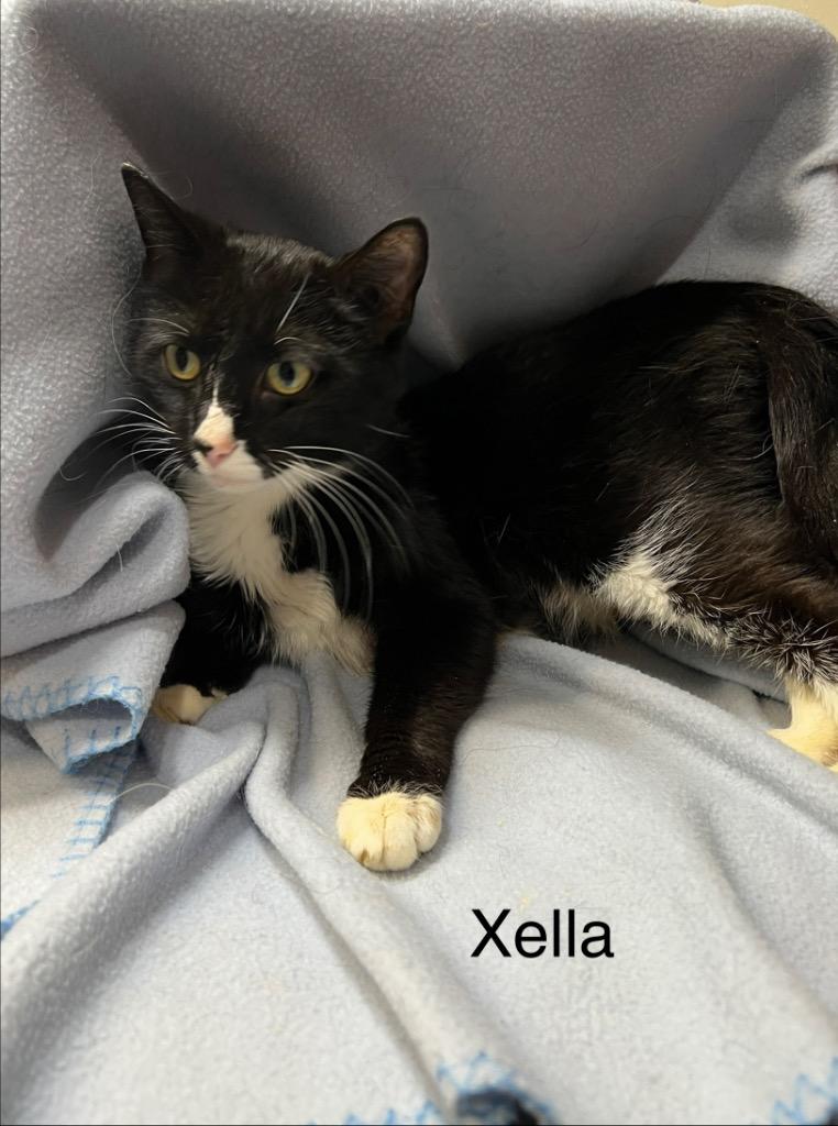 Enlarge Mama Xella, a Adoptable Domestic Short Hair in Cloquet, MN image 1/1