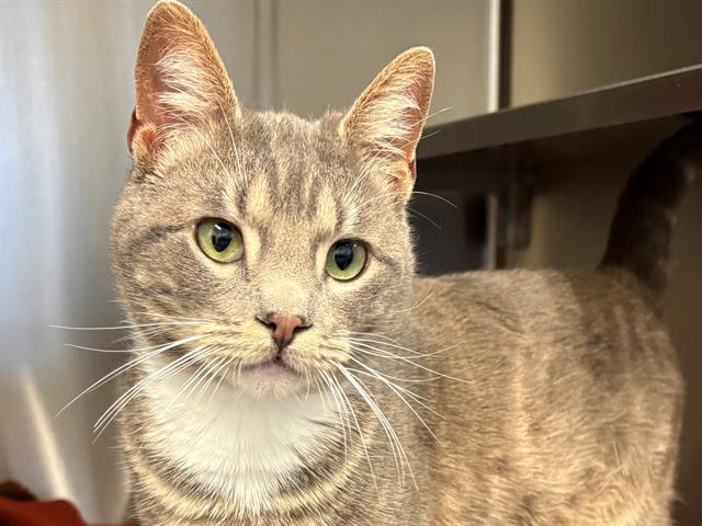 Enlarge PAYTON, a Adoptable Domestic Short Hair in Santa Rosa, CA image 1/1