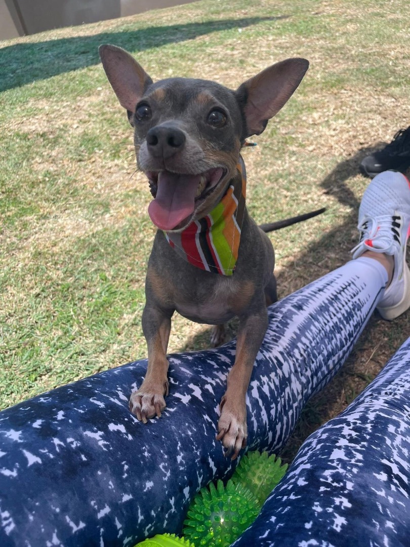 Enlarge Lolo, a Adoptable Chihuahua in Philadelphia, PA image 1/5