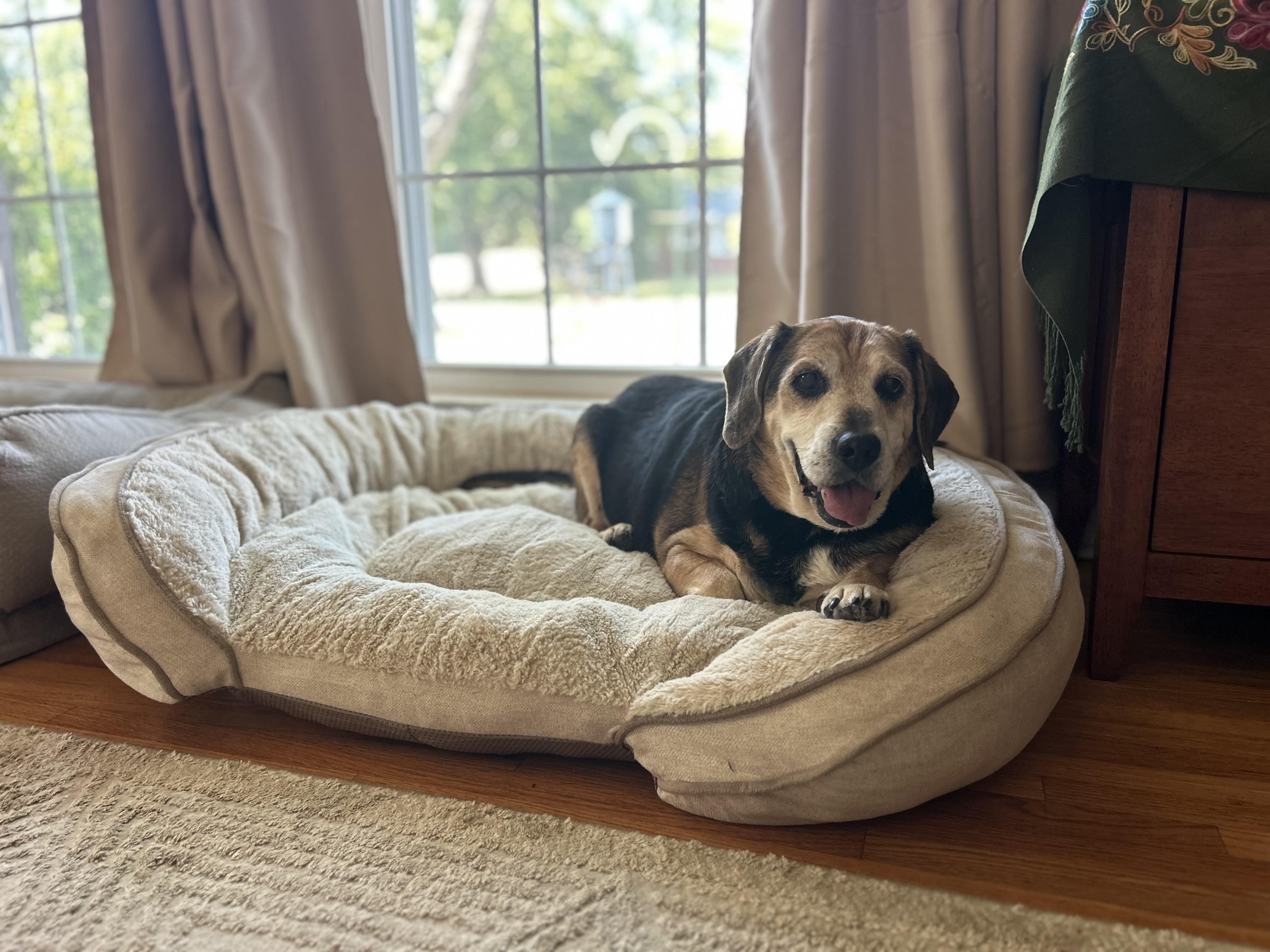 Enlarge Fred, a Adopted Beagle in Clarksville, TN image 3/6