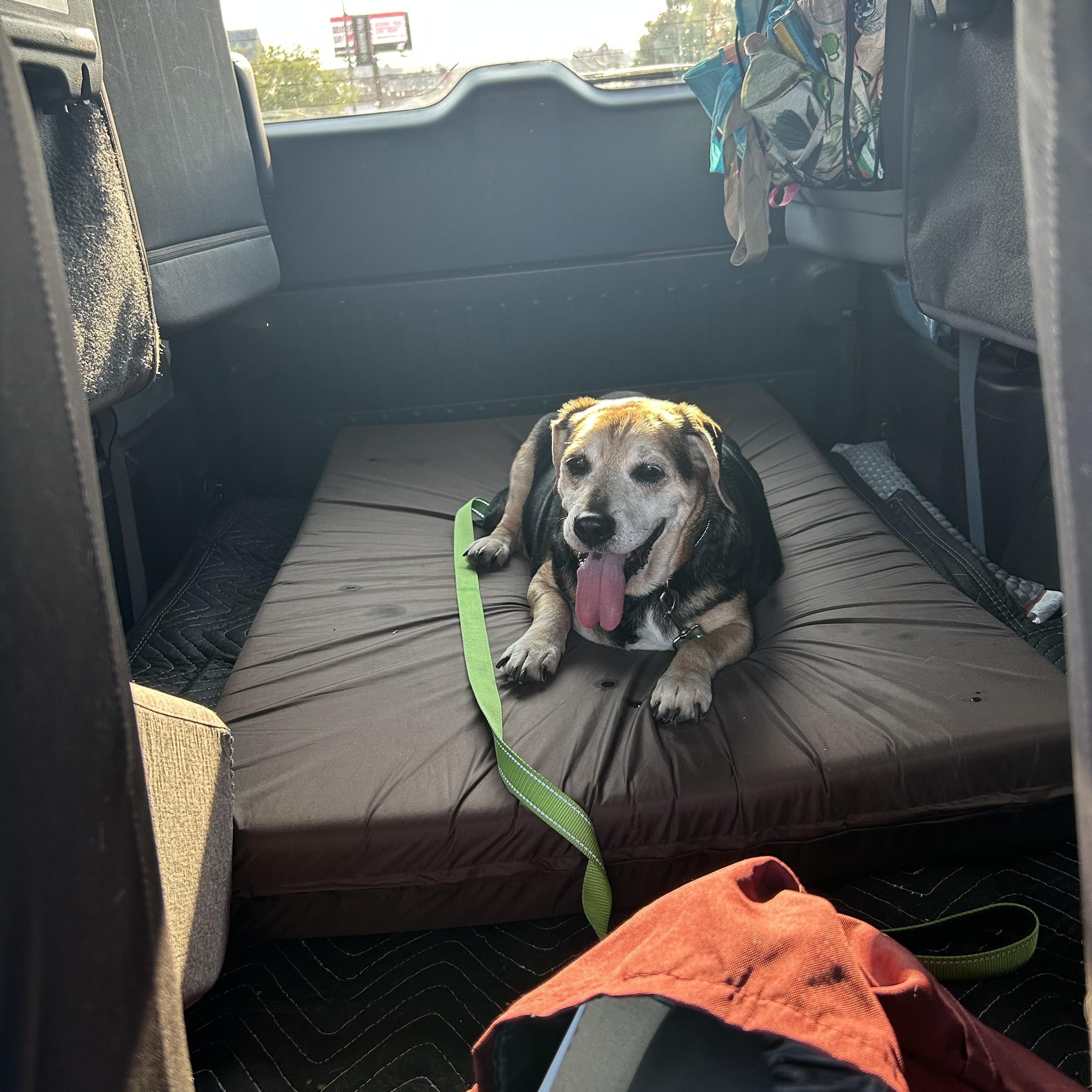 Enlarge Fred, a Adopted Beagle in Clarksville, TN image 2/6