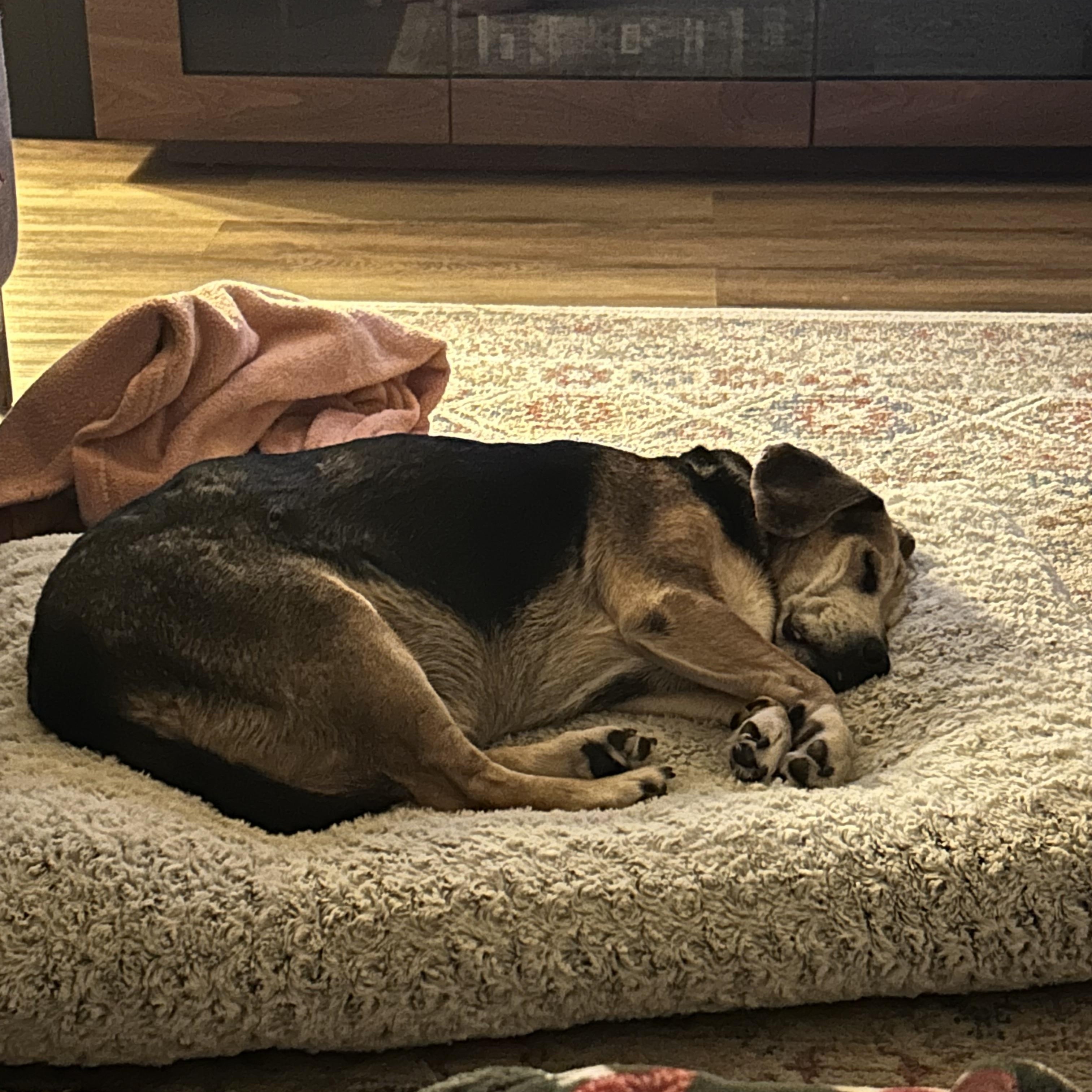 Enlarge Fred, a Adopted Beagle in Clarksville, TN image 5/6