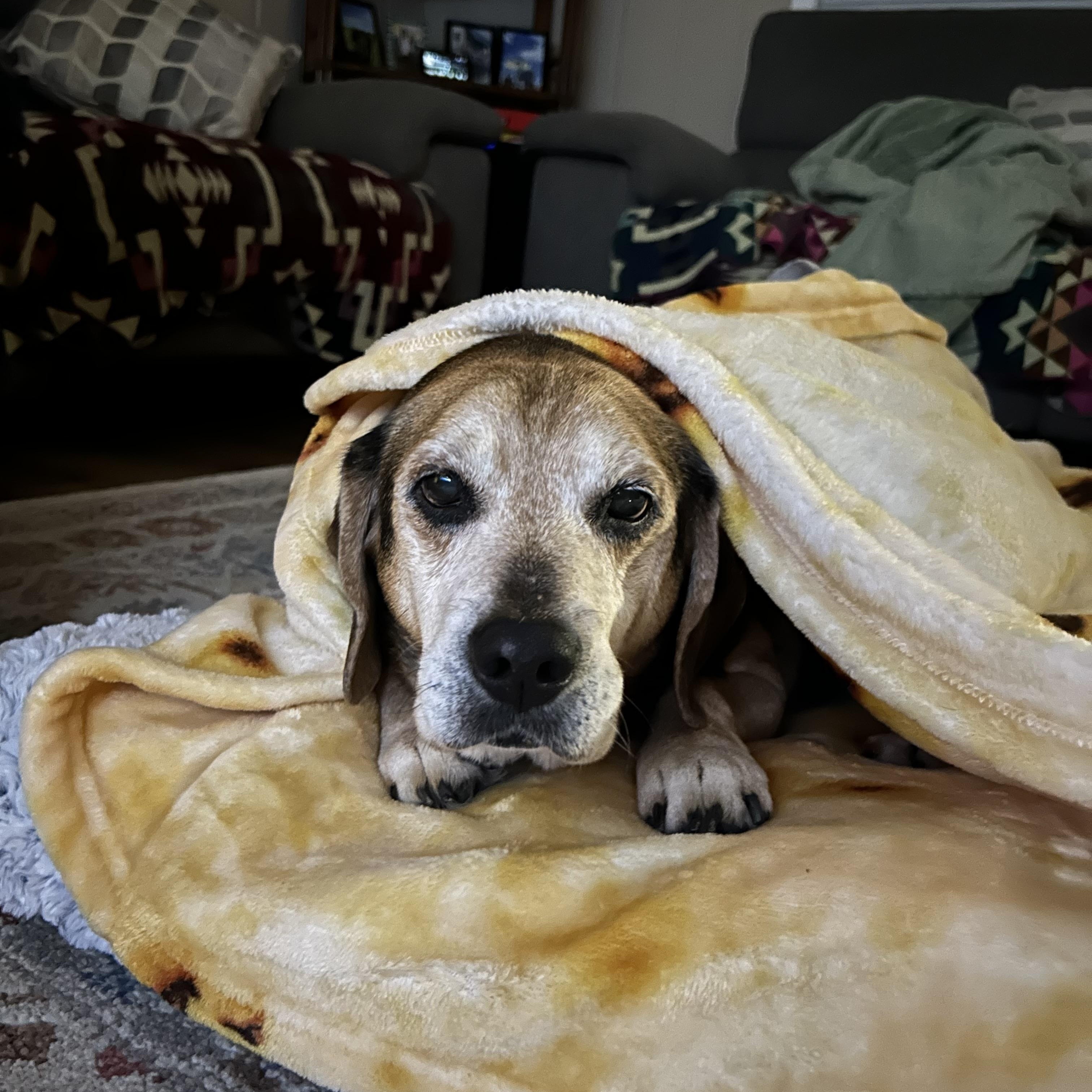 Enlarge Fred, a Adopted Beagle in Clarksville, TN image 4/6
