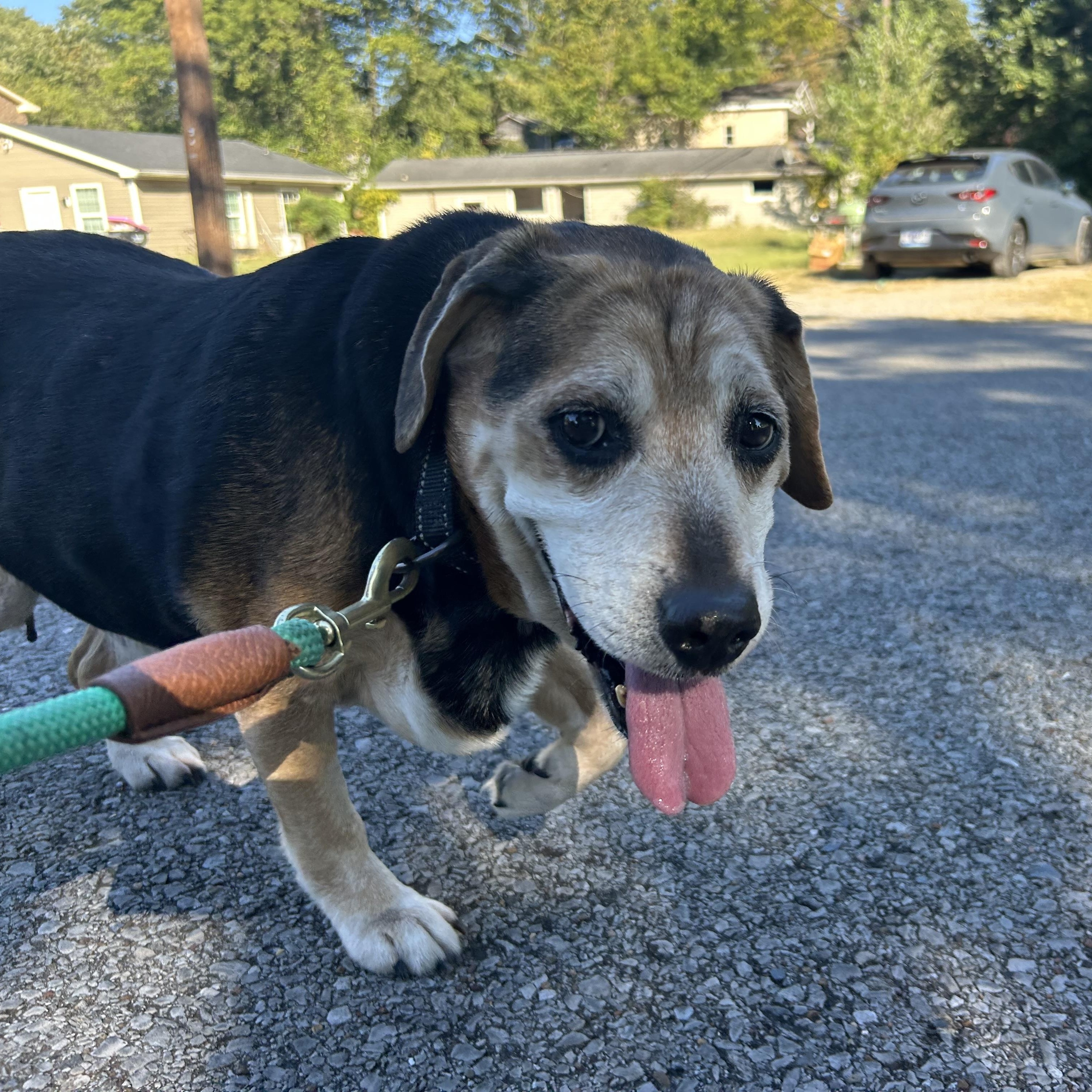 Enlarge Fred, a Adopted Beagle in Clarksville, TN image 6/6