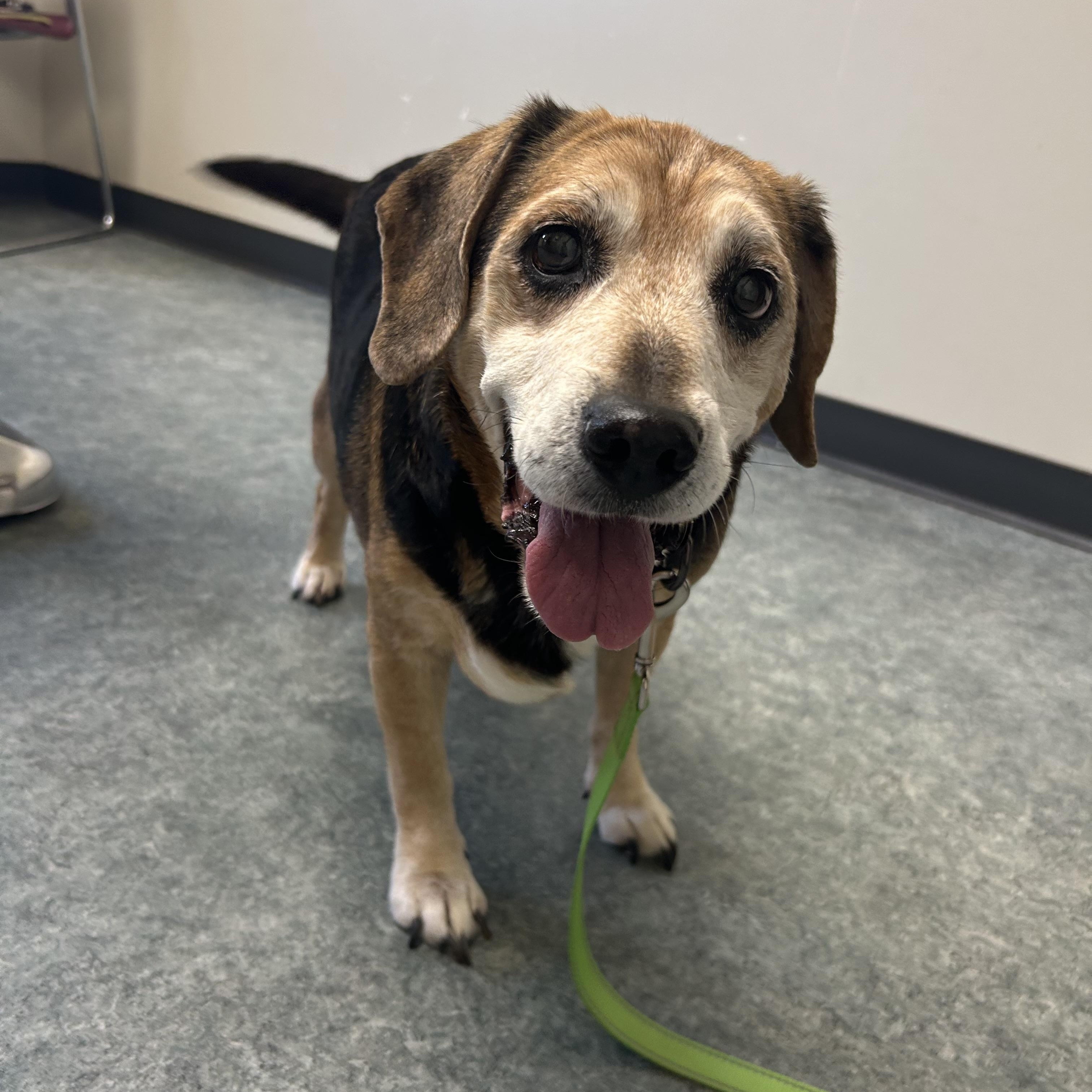 Enlarge Fred, a Adopted Beagle in Clarksville, TN image 1/6