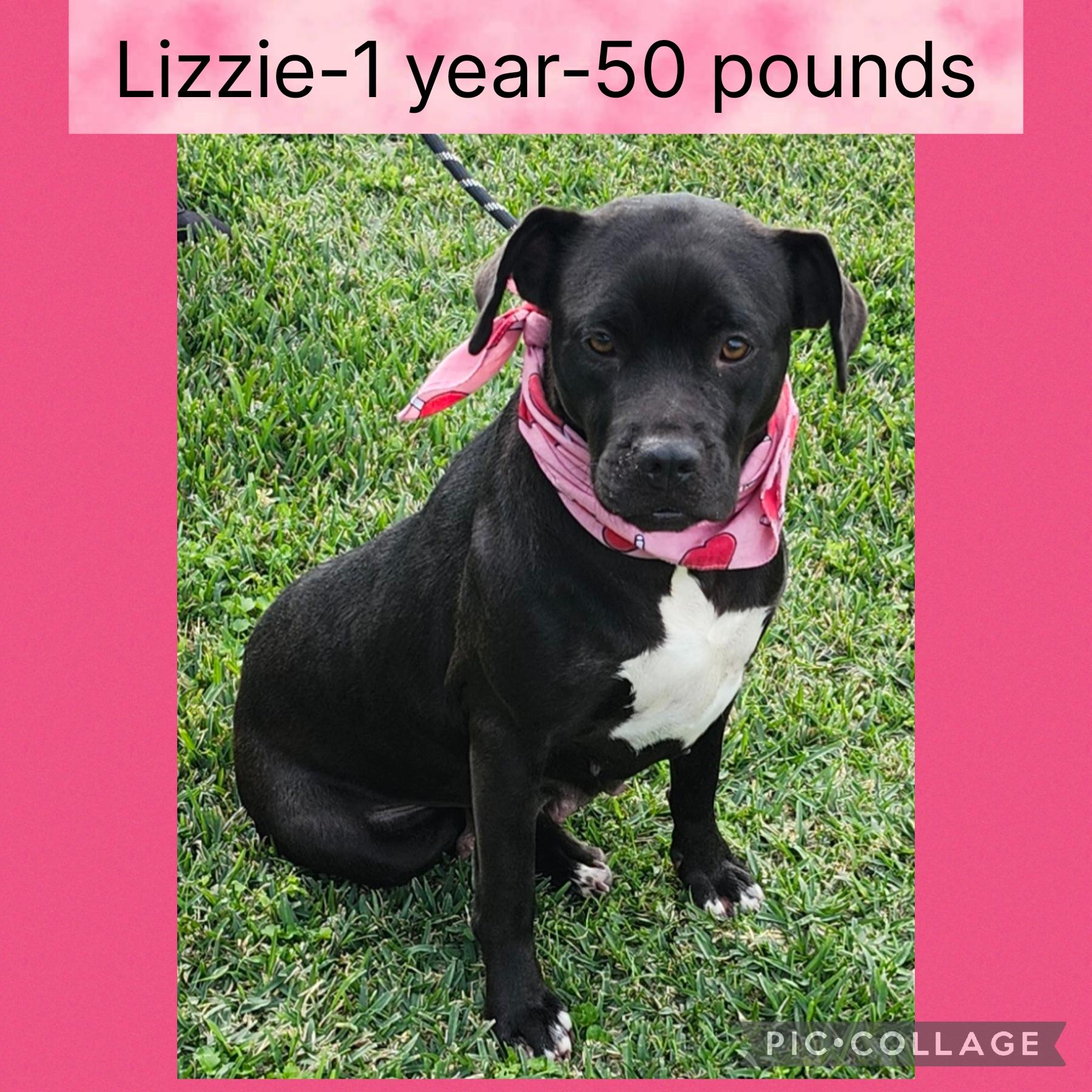 Lizzy, Adoptable, Adult Female Labrador Retriever.
