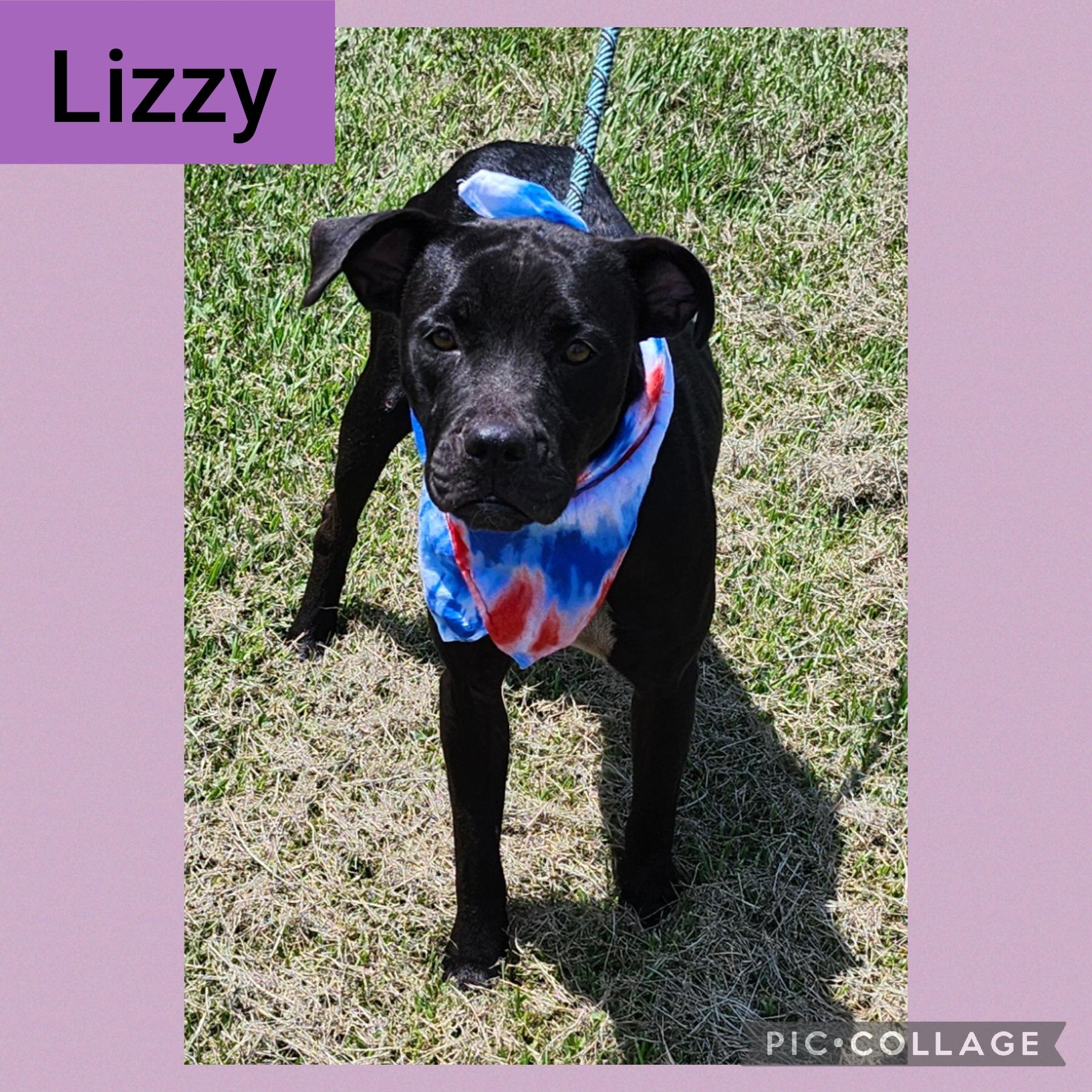 Lizzy, Adoptable, Adult Female Labrador Retriever.