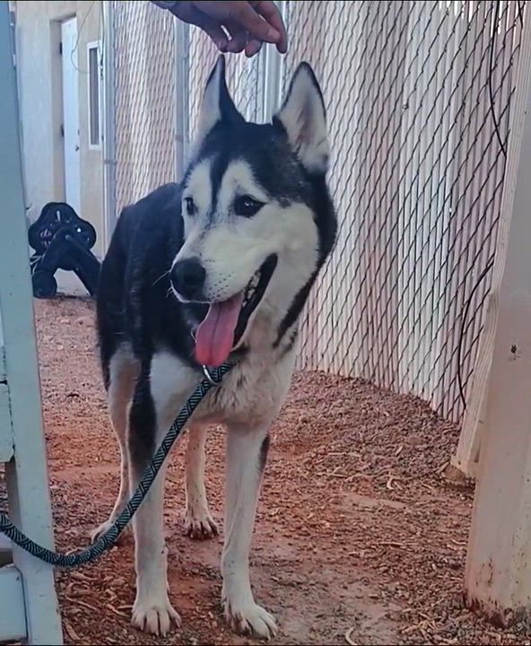 Enlarge Togo, a Adoptable Husky in Parker, AZ video 2/2