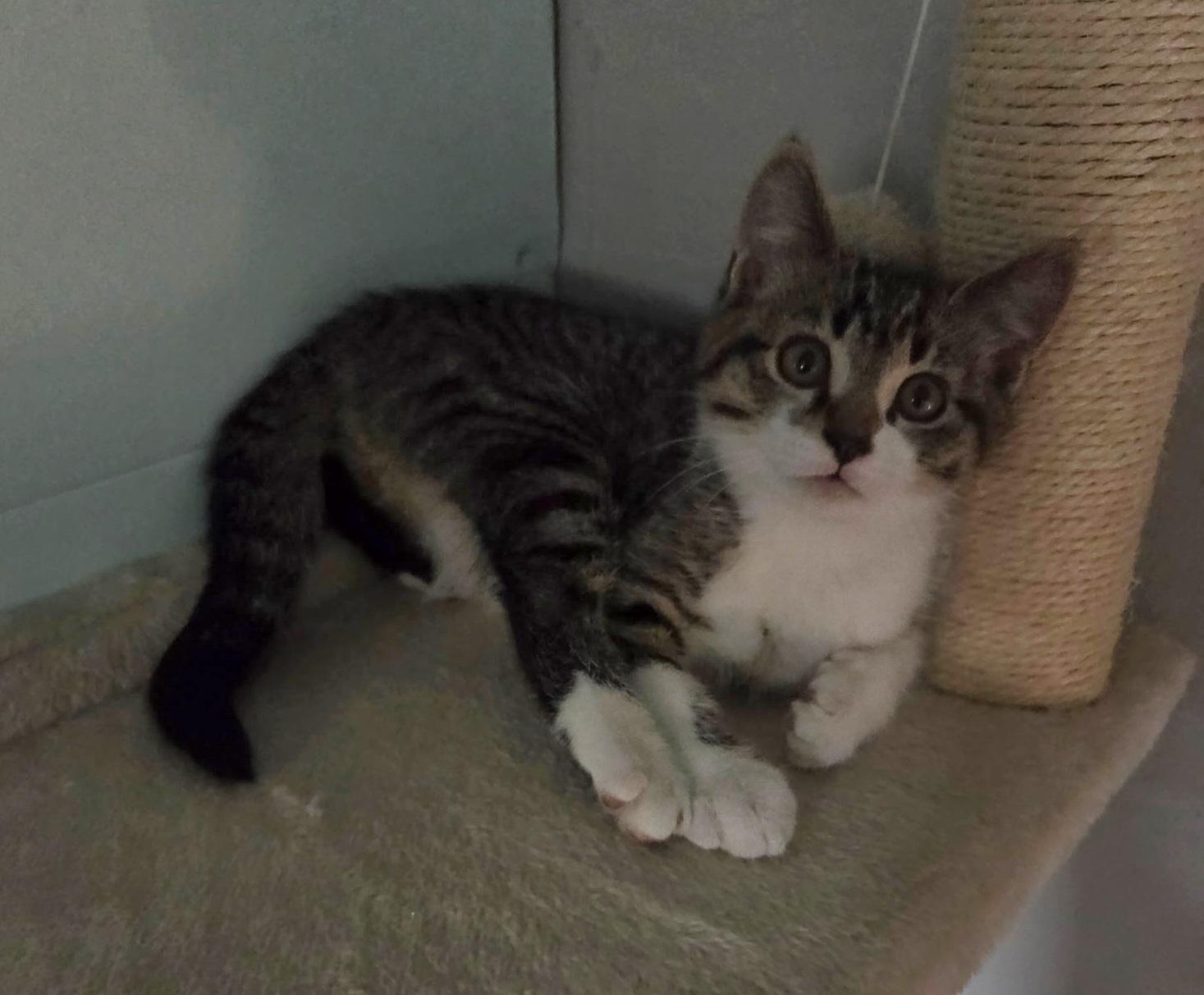 Enlarge Ryder, an adopted Domestic Short Hair in Des Moines , WA image 2/3