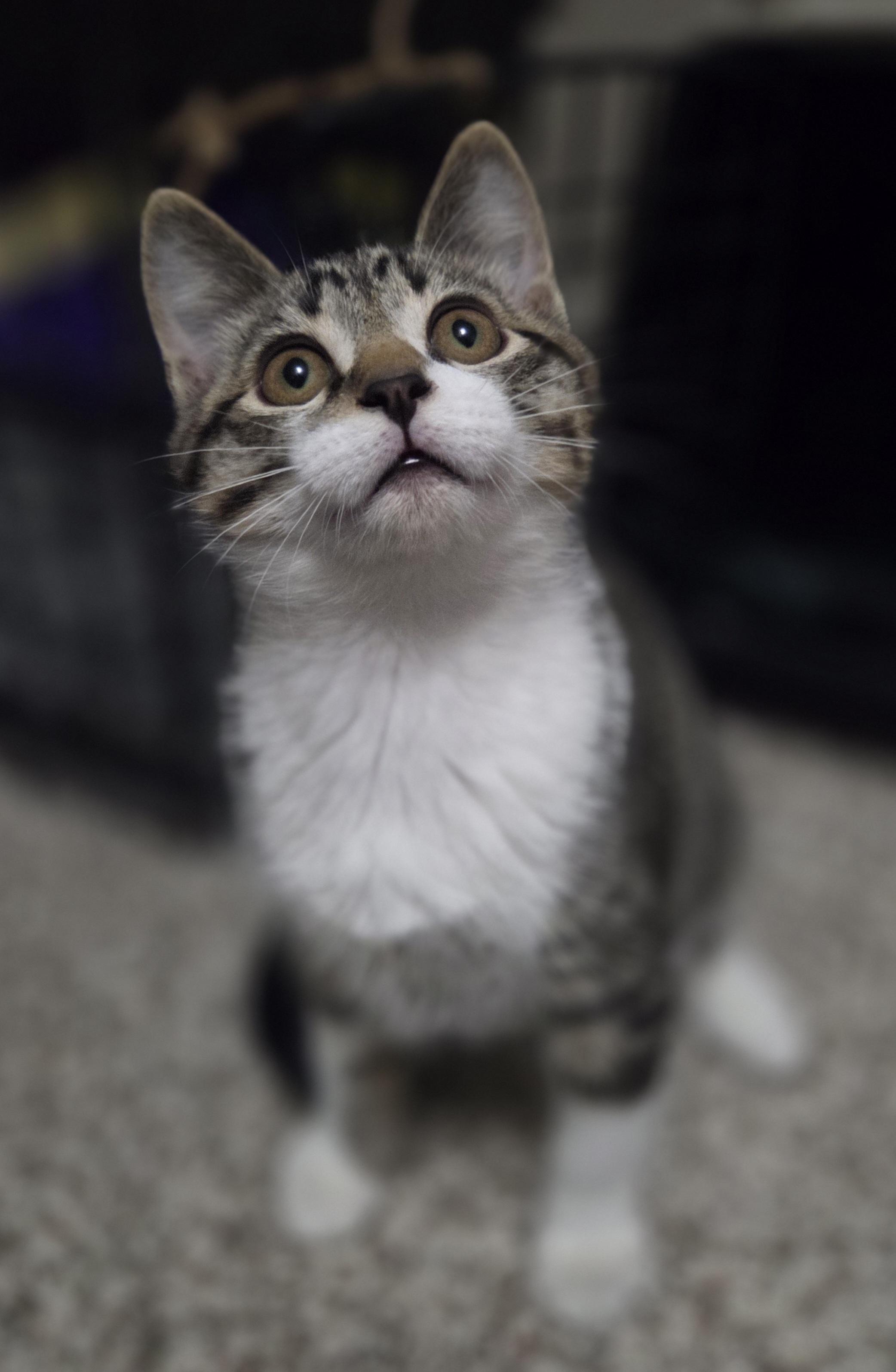 Enlarge Ryder, an adopted Domestic Short Hair in Des Moines , WA image 1/3