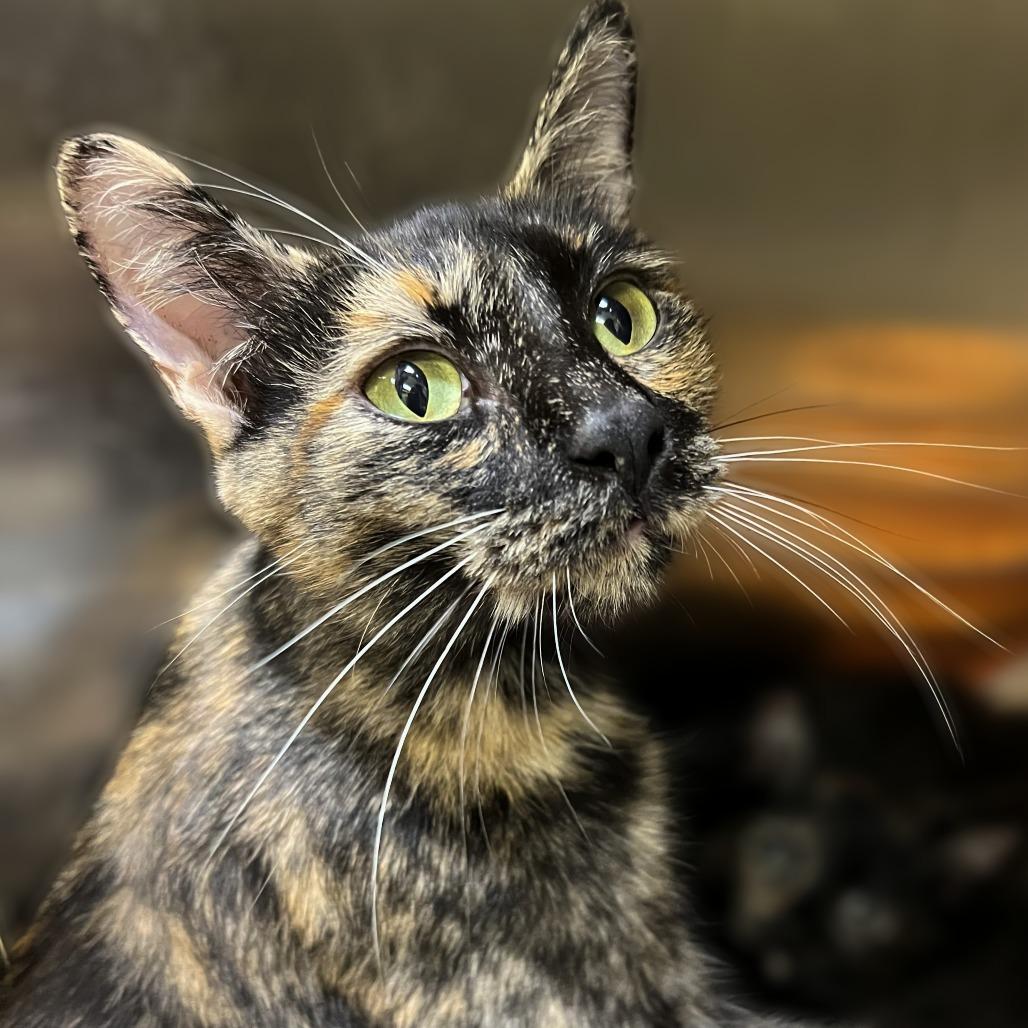 Enlarge Baby Girl, a Adoptable Domestic Short Hair in Springfield, IL image 1/1