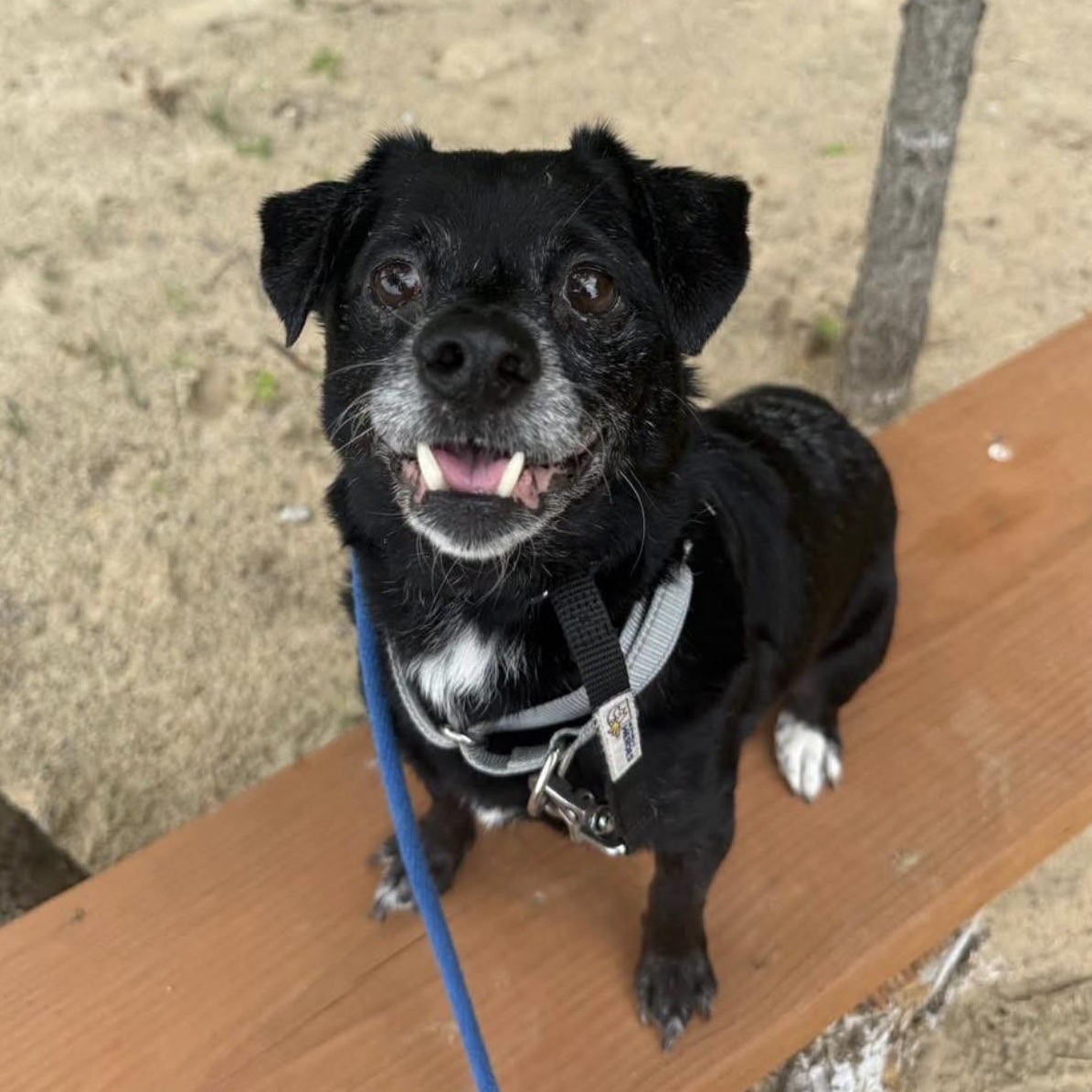 Enlarge Stewie, a Adoptable mixed breed in Mount Juliet, TN image 1/1